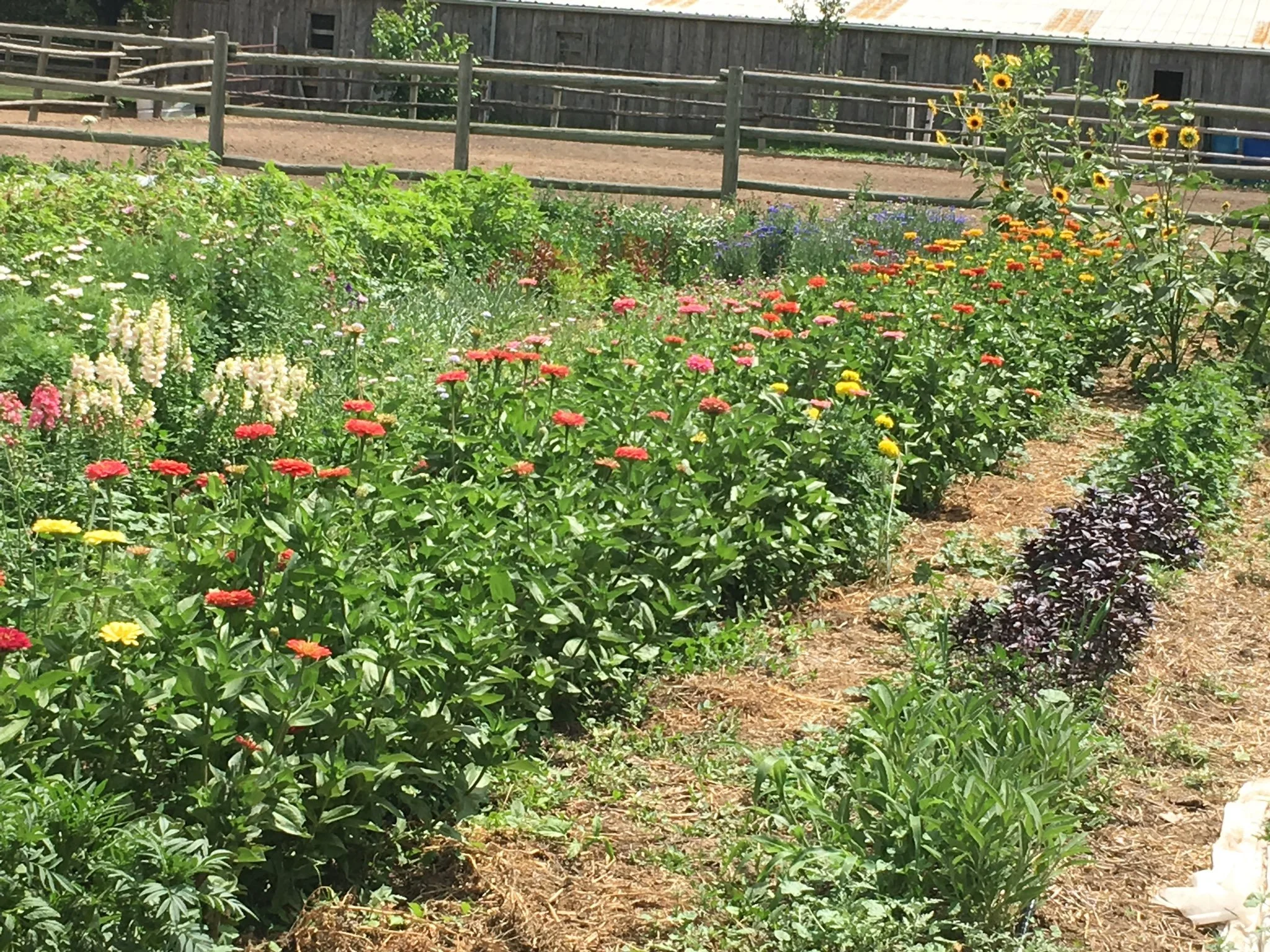 Medicinal Garden Consult and Design