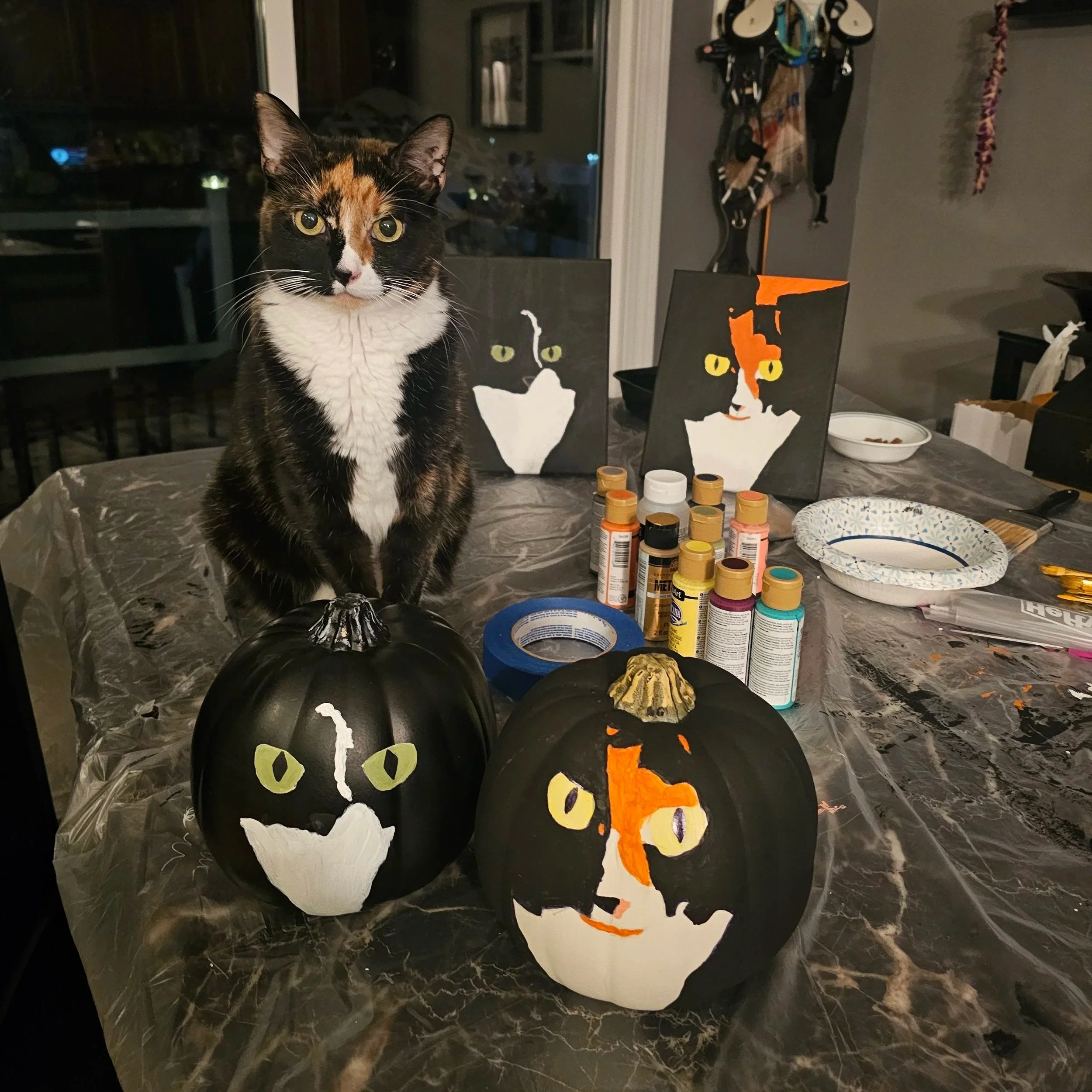 Calico cat sitting on a table with painted Halloween-themed black pumpkins featuring cat faces.