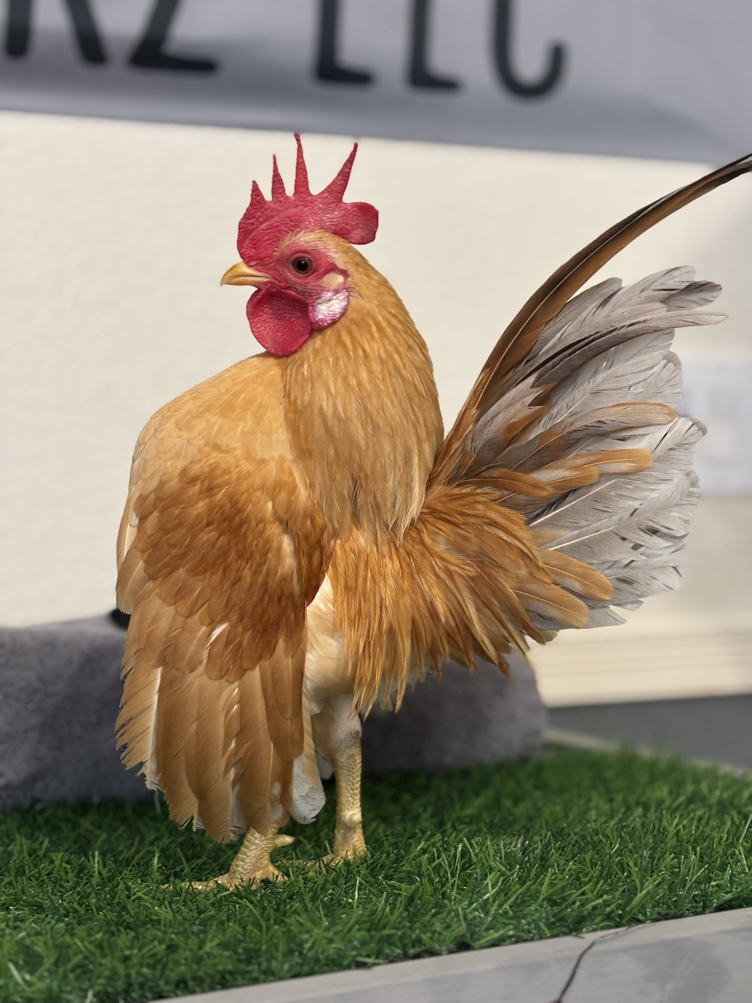 Malaysian Serama