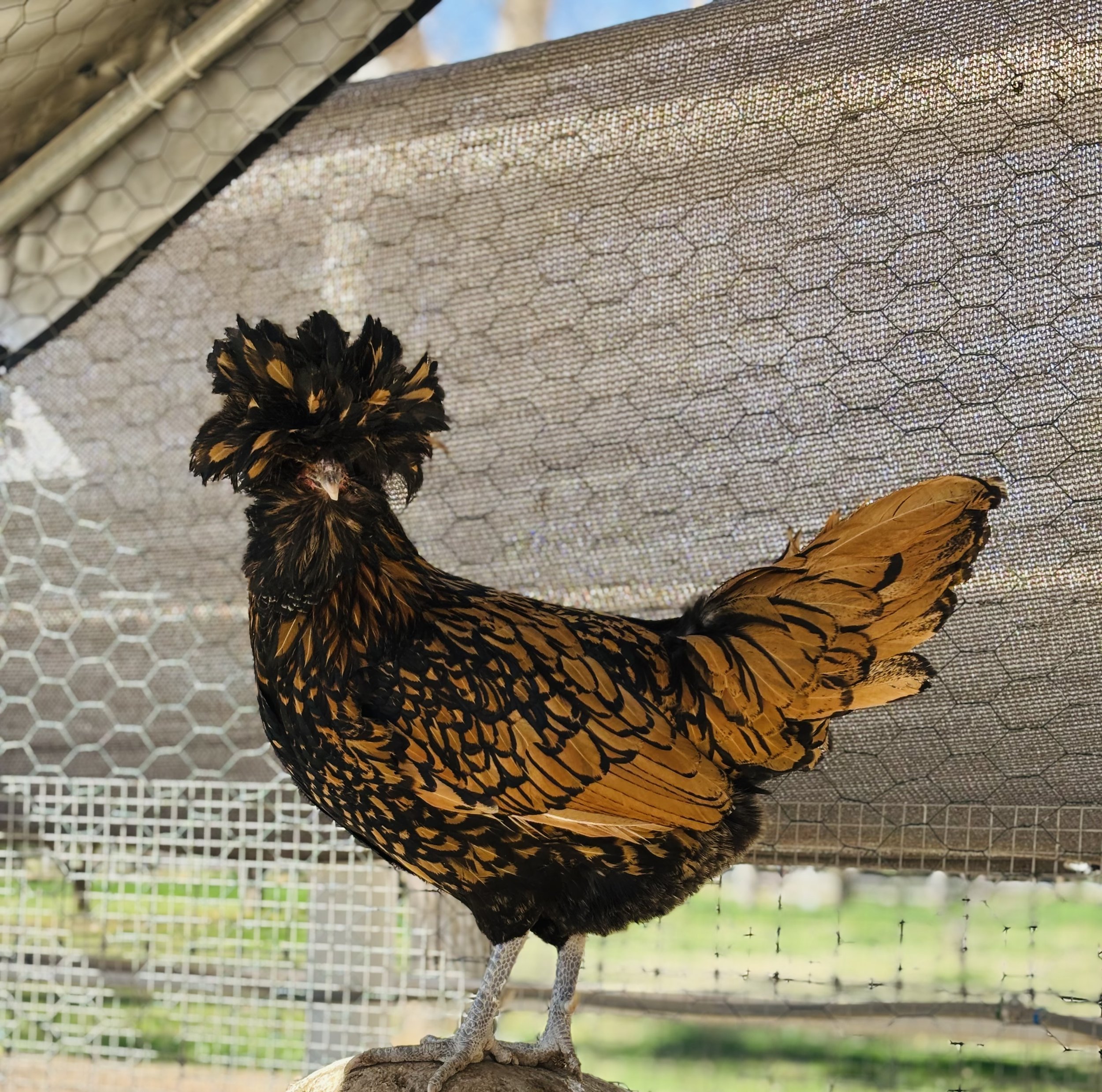 Gold Laced Polish