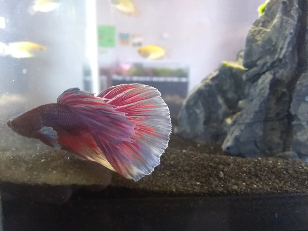 Freshwater Fish — Fintastic Fish Store