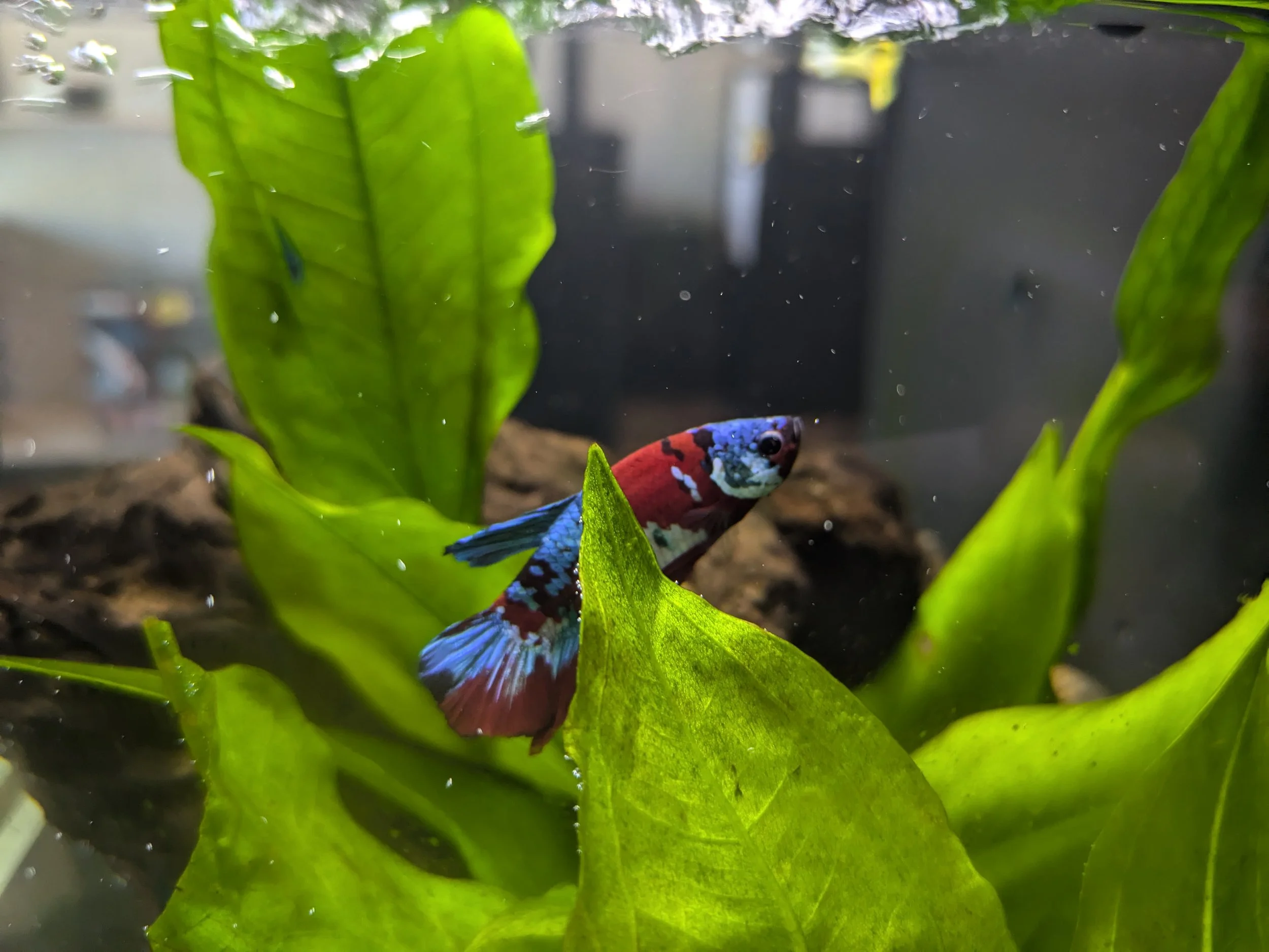 Fintastic Fish Store | Explore Fishkeeping Wonders
