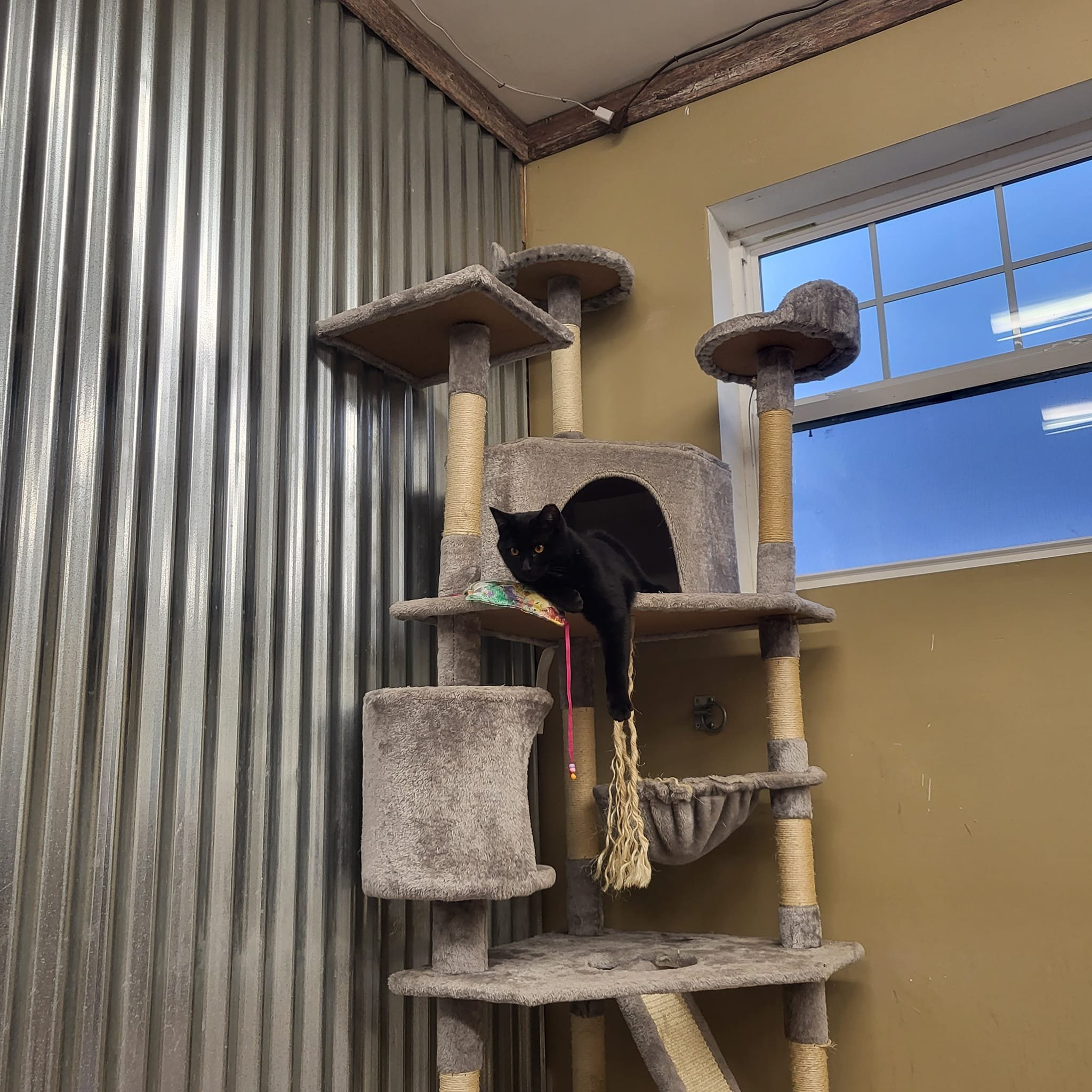 Lil Dog Ranch of Urbana, Ohio Photo Gallery 11