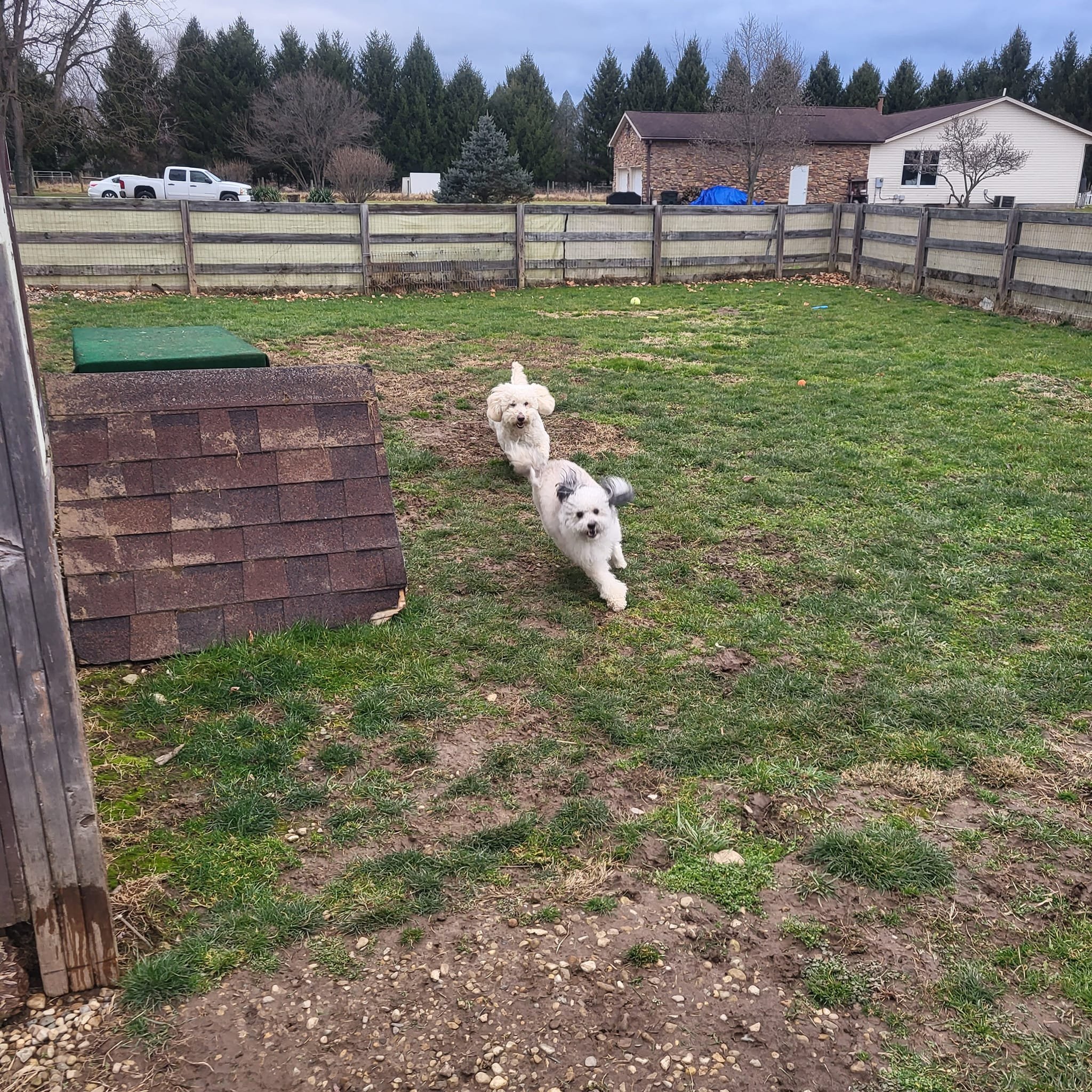 Lil Dog Ranch of Urbana, Ohio Photo Gallery 05