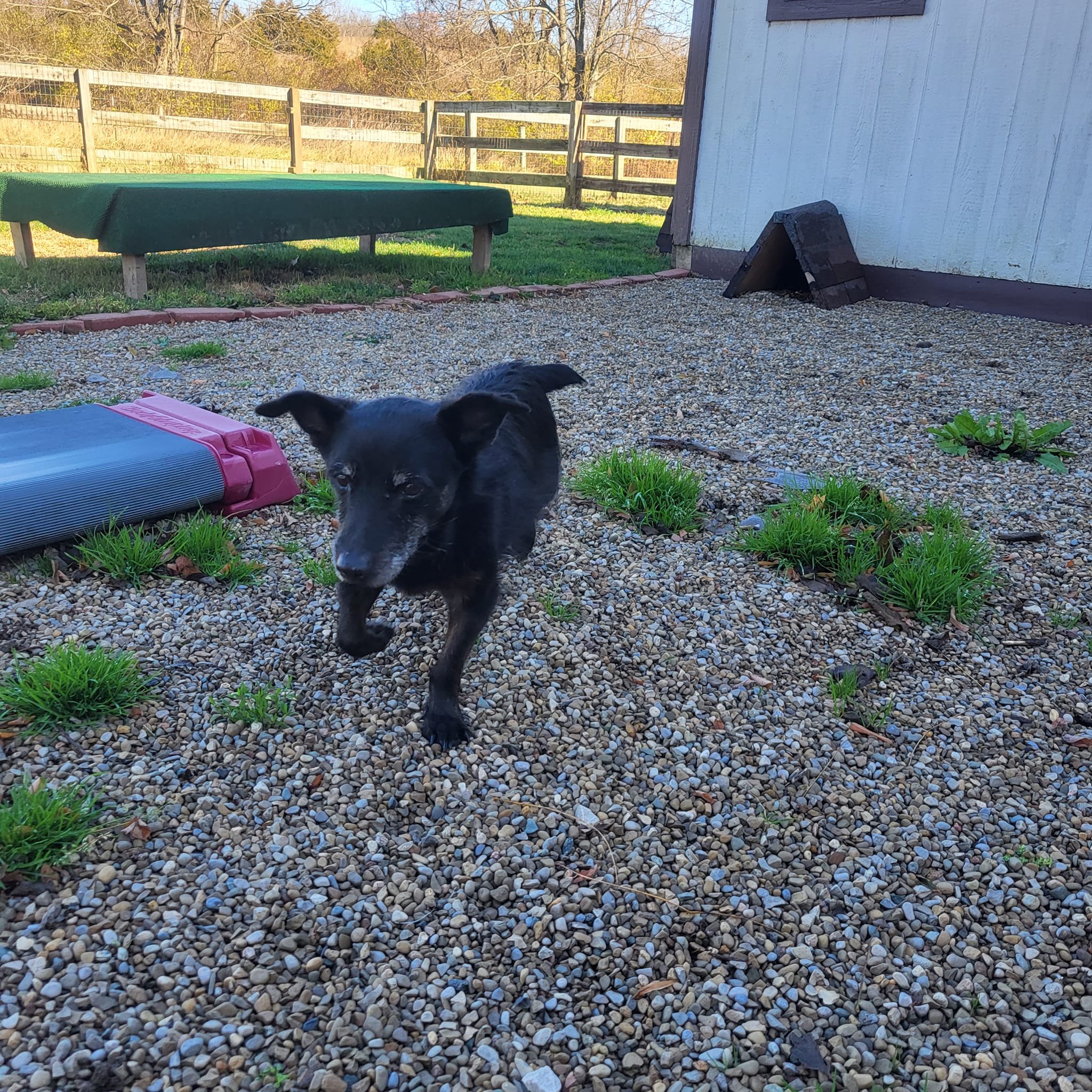 Lil Dog Ranch of Urbana, Ohio Photo Gallery 21