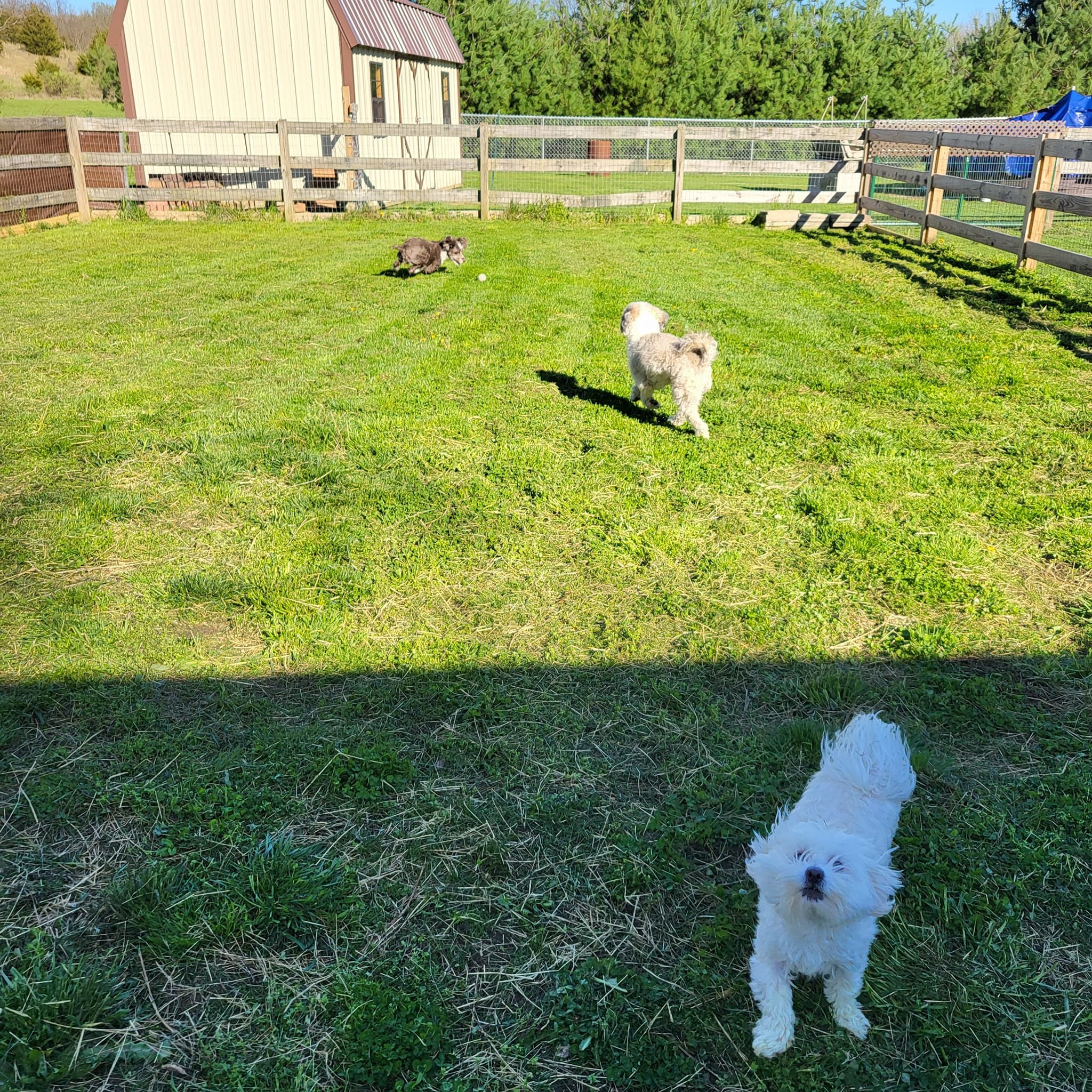 Lil Dog Ranch &amp; Animal Retreat (2)