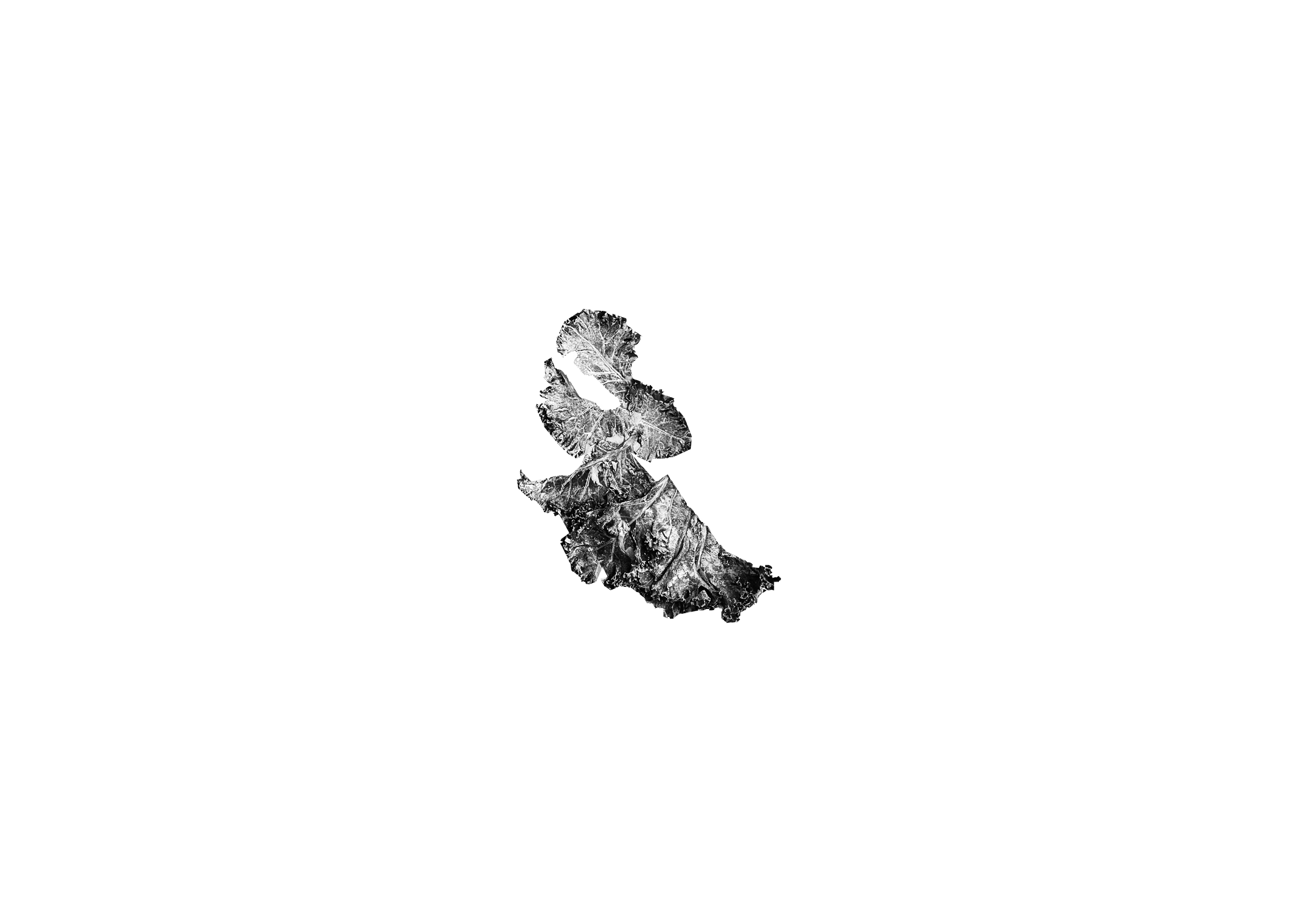 seaweed close up.png