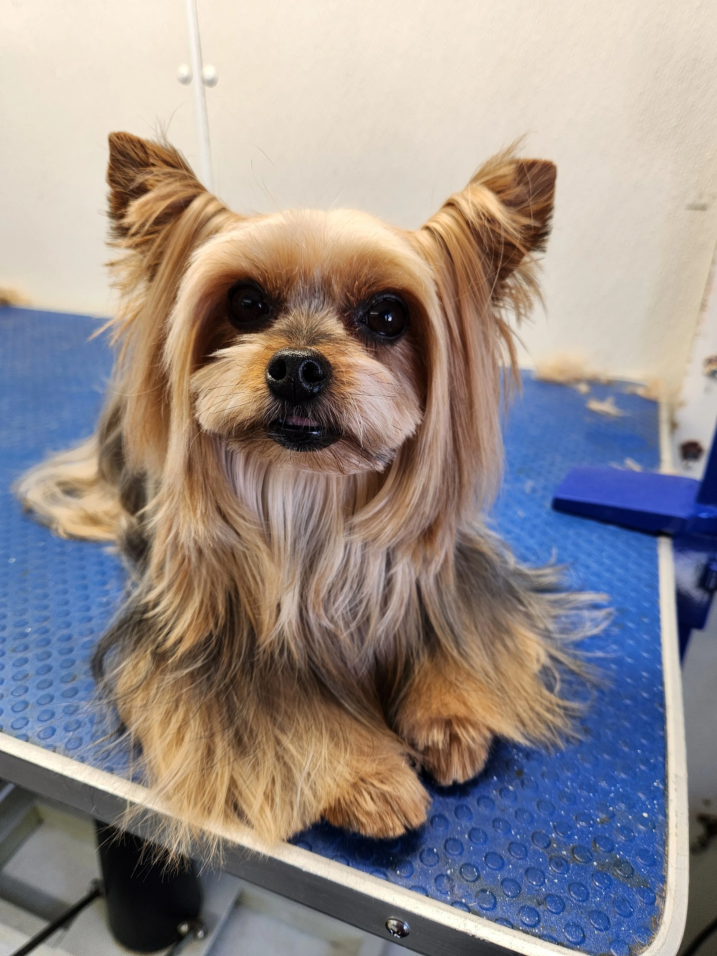 Services — Hot Dog Grooming NJ