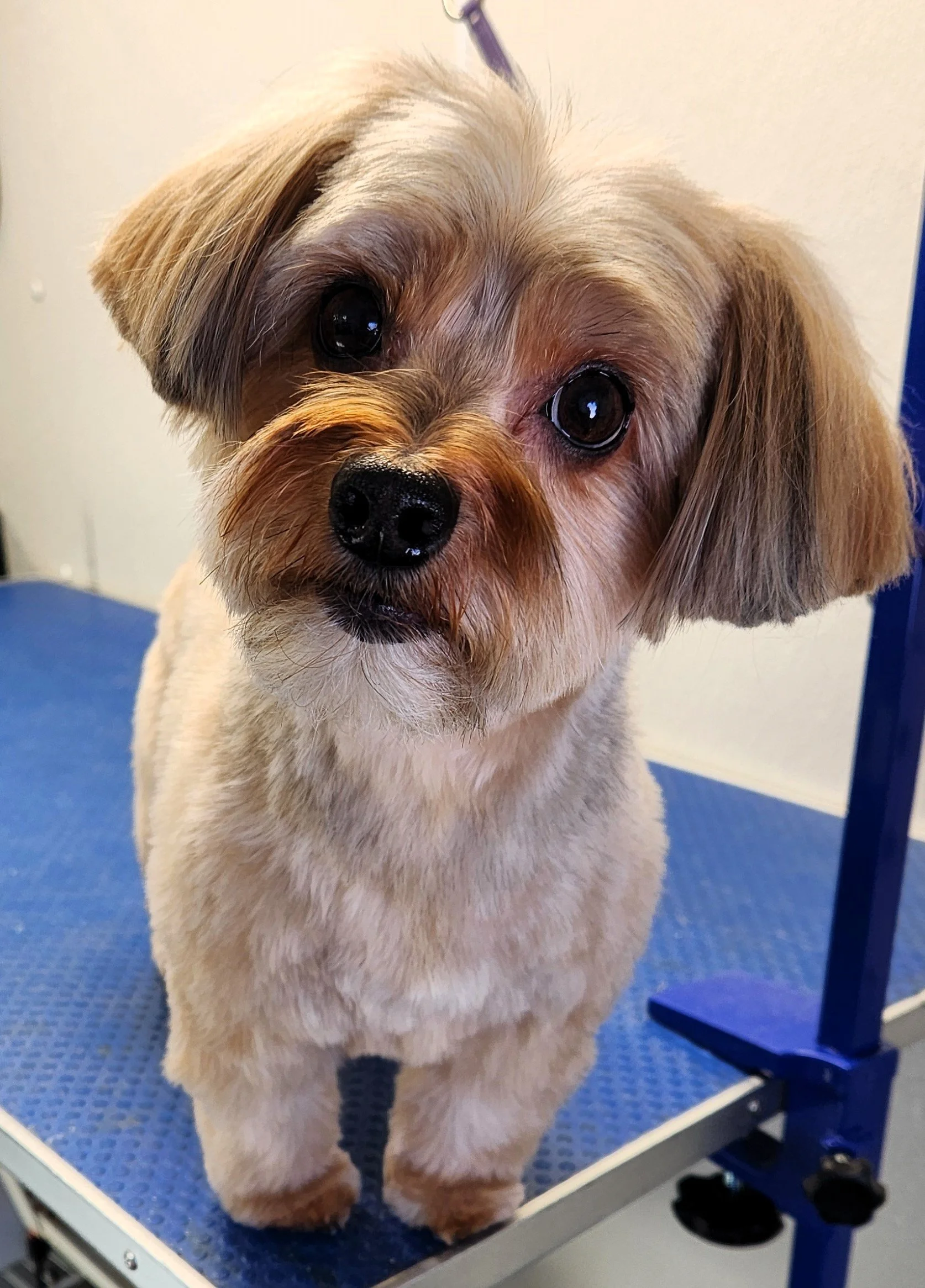 Services — Hot Dog Grooming NJ