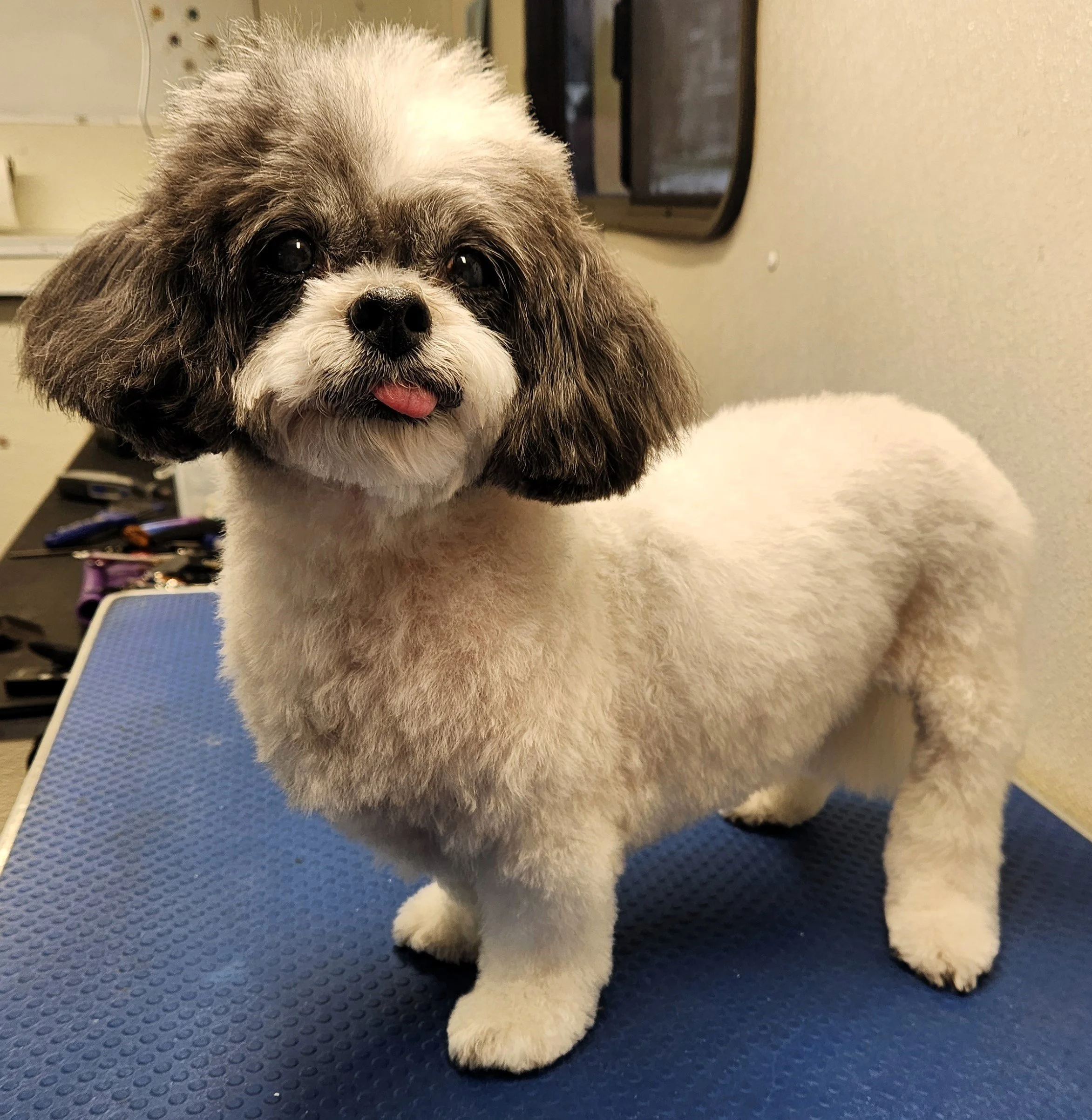 Services — Hot Dog Grooming NJ