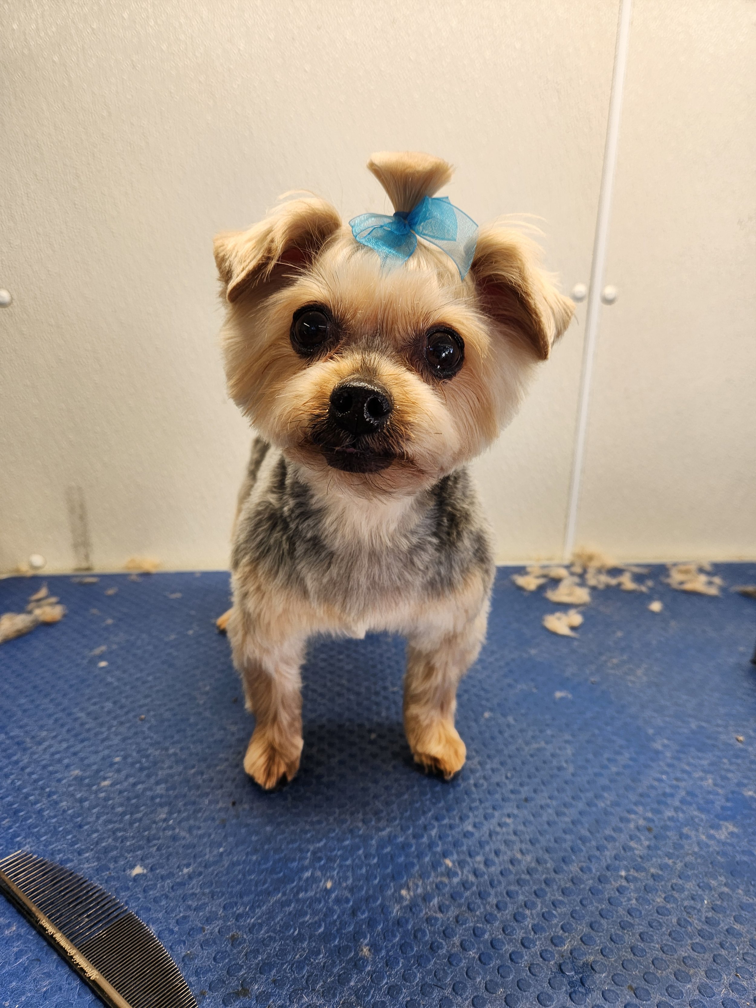Services — Hot Dog Grooming NJ