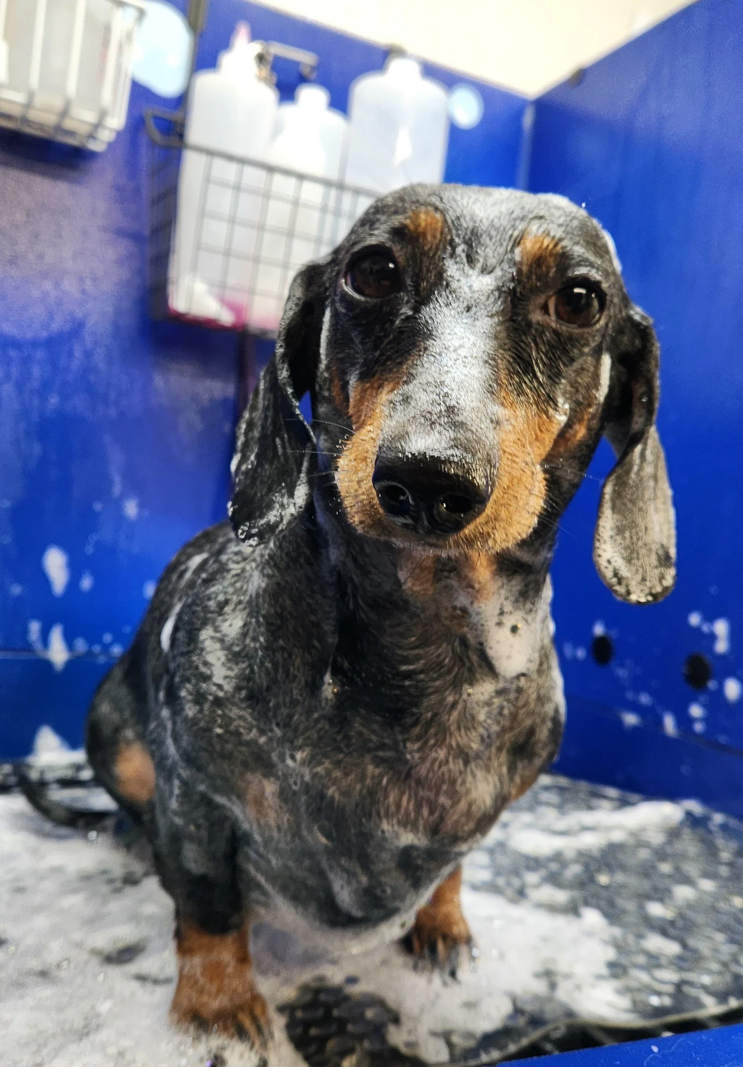 Services — Hot Dog Grooming NJ