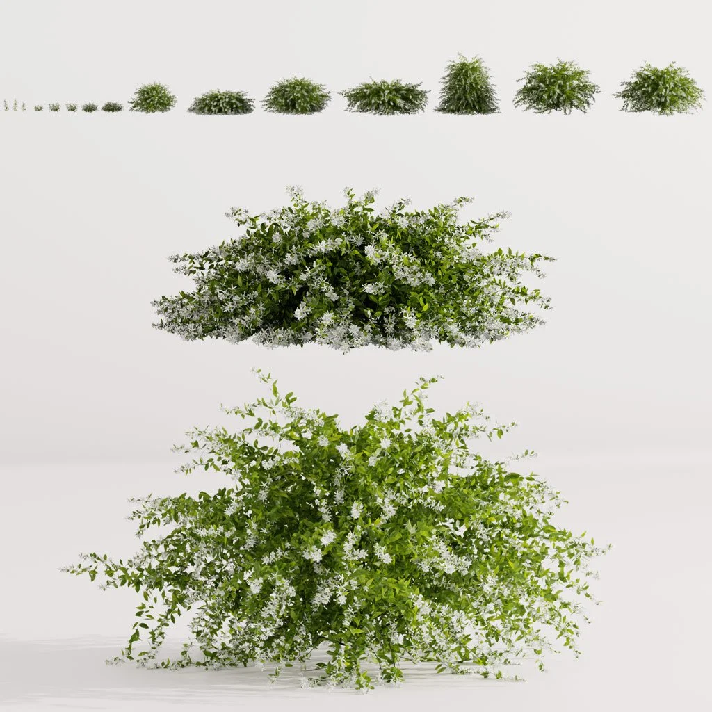 Jasmine Shrubs &amp; Plants   