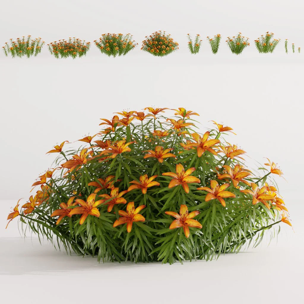 Orange Lily Flowers