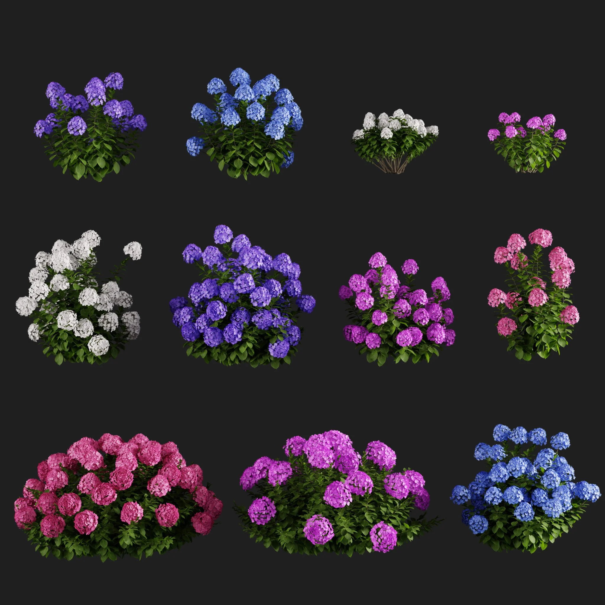 Smooth Hydrangea Flowers