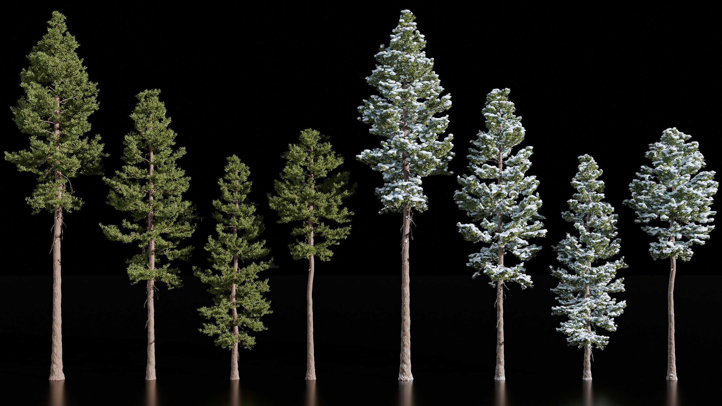 Douglas-Firs.jpg