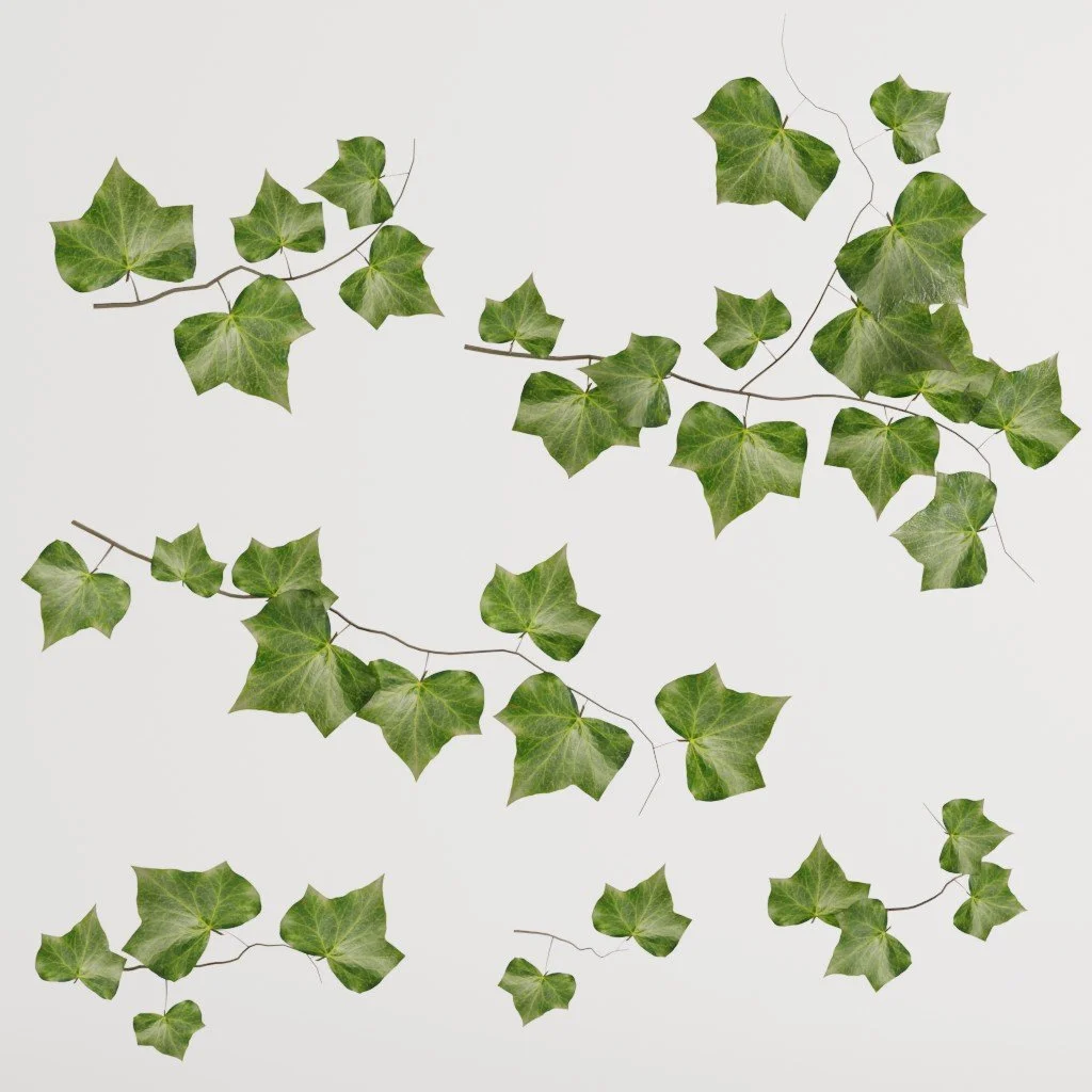 Scatterable Ivy Assets.jpg