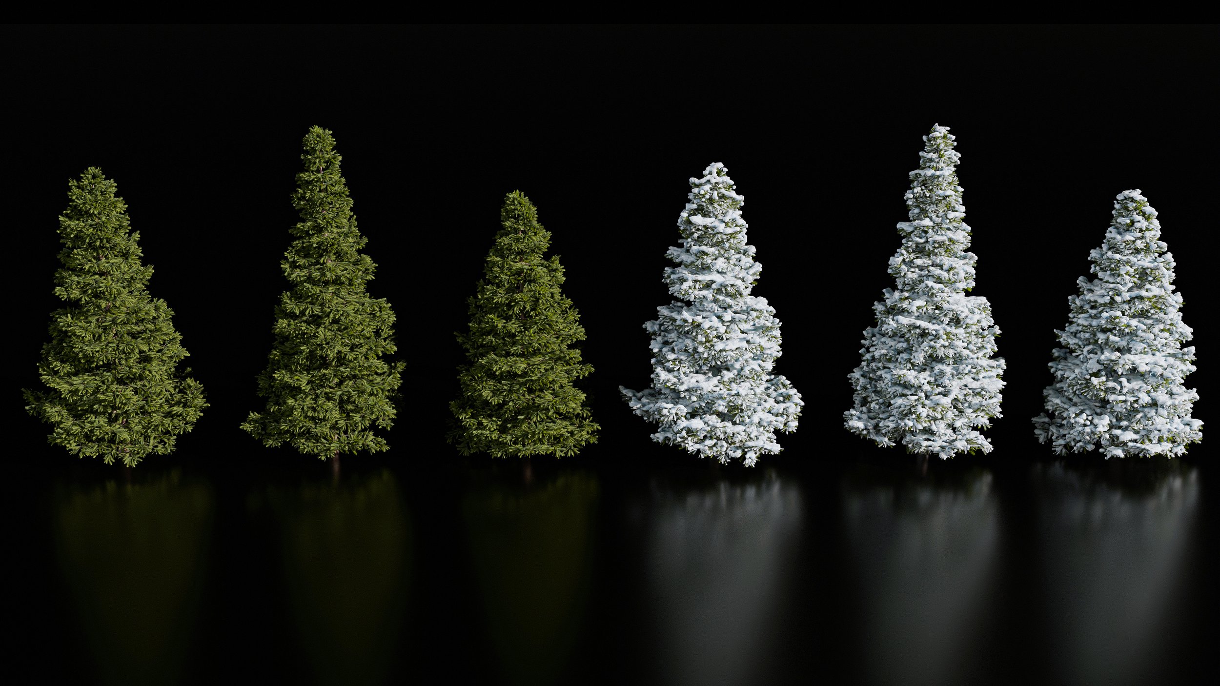 Norway-Spruce.jpg