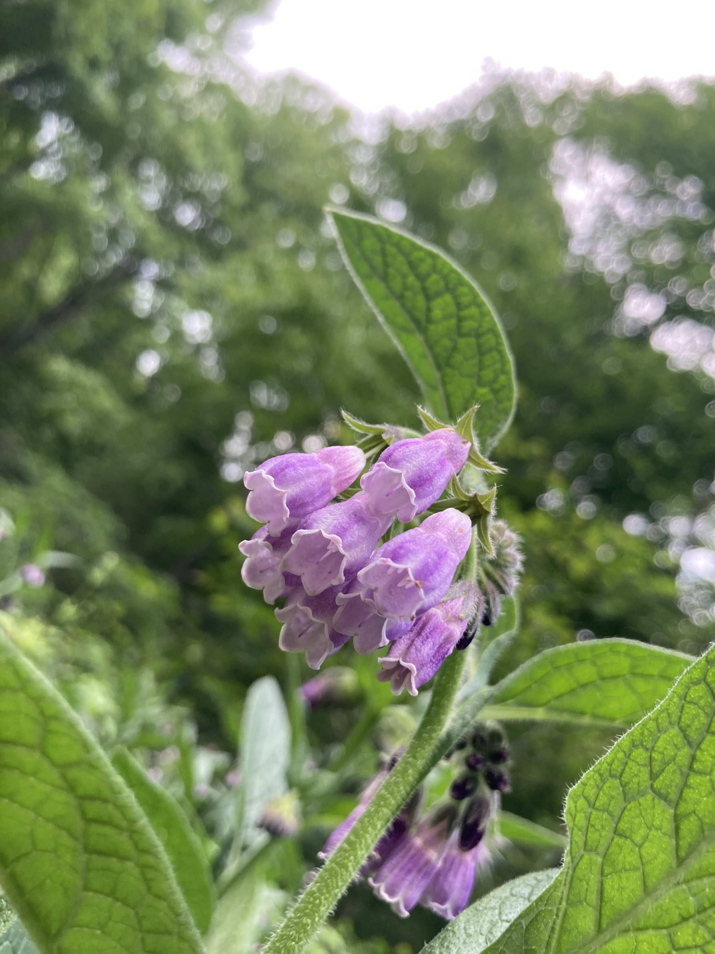 IMG_7134.jpeg