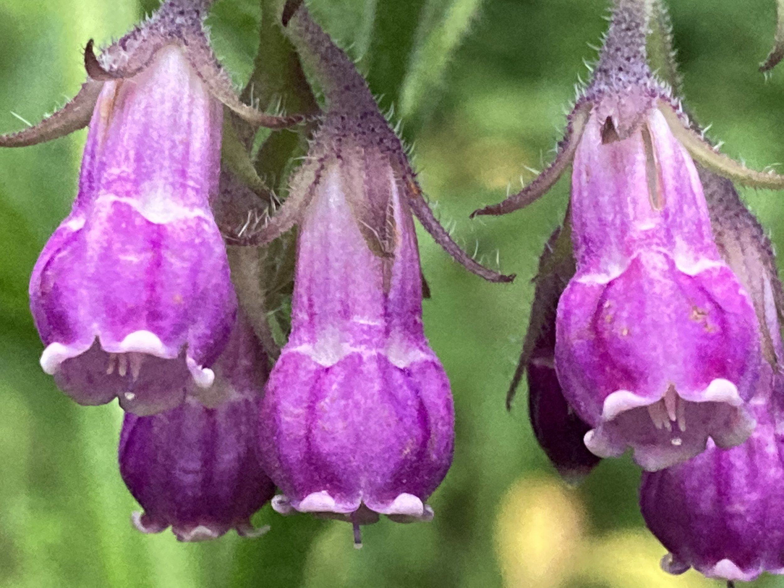 IMG_1907.jpeg