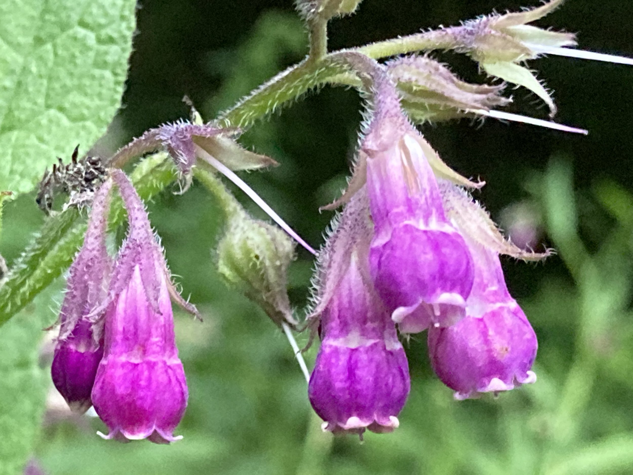 IMG_1905.jpeg