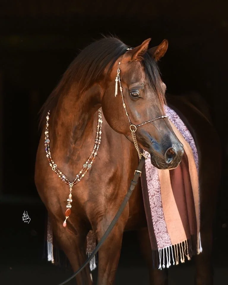 Bella Sera PVF of Bella Vista Arabians