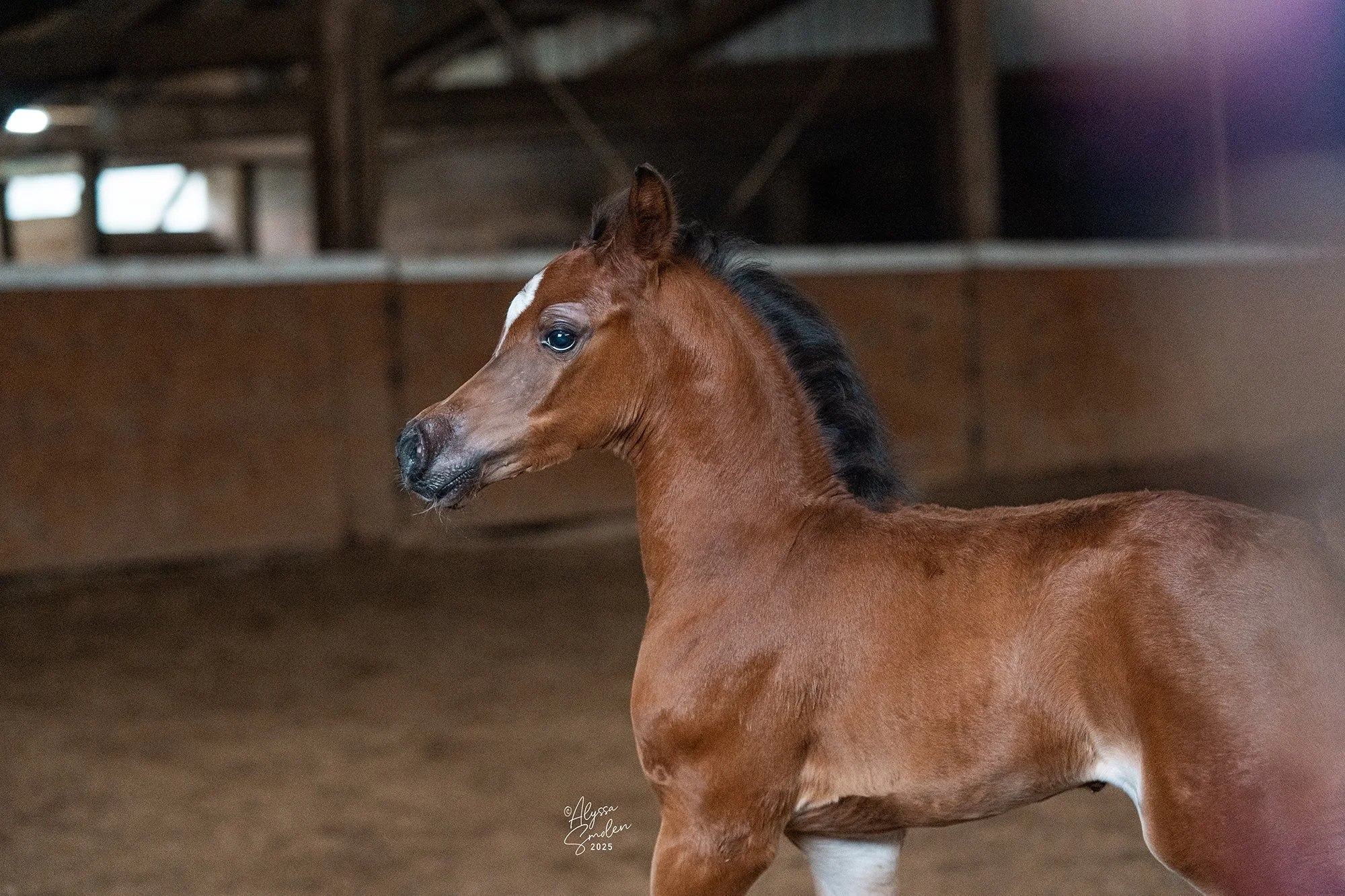 Ccastiel-BVA-Arabian-Colt.jpg