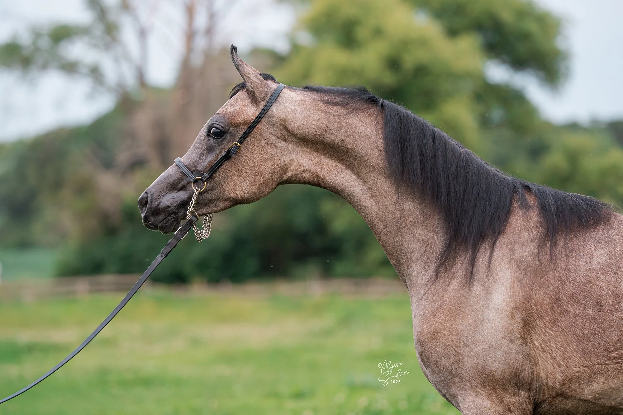 ES-Cchaos-BVA-Grey-Arabian-Gelding.jpg
