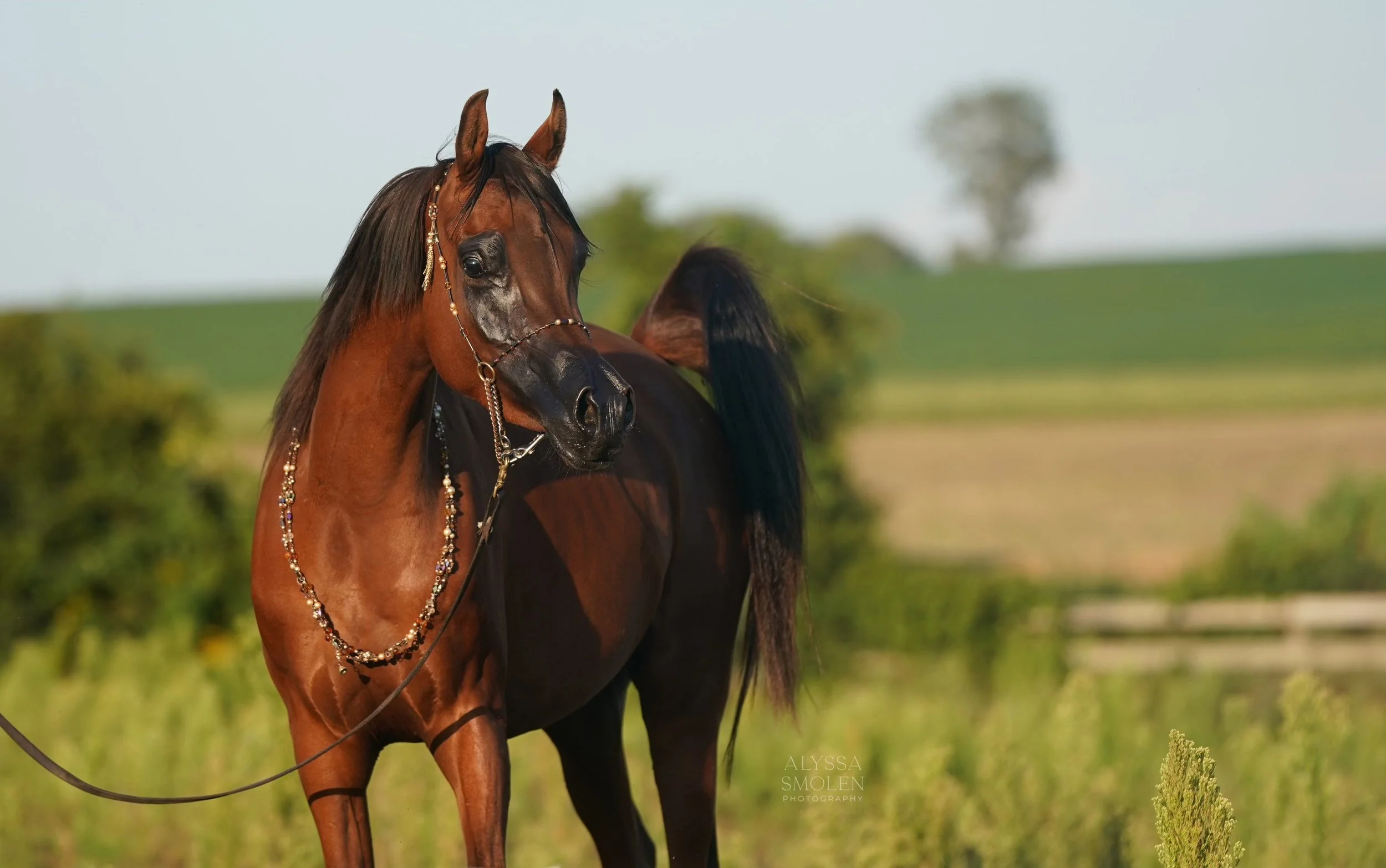 Arabian Mare Kleopoatra J of Bella Vista Arabians