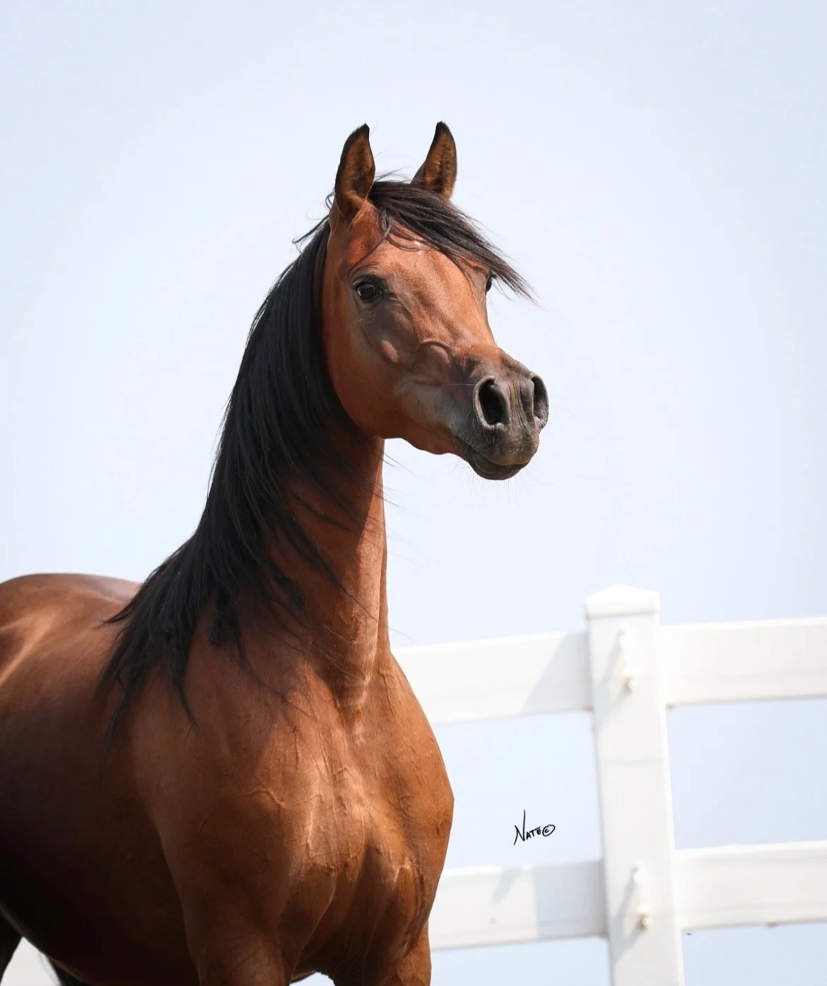 Marriposa BVA of Bella Vista Arabians, MN