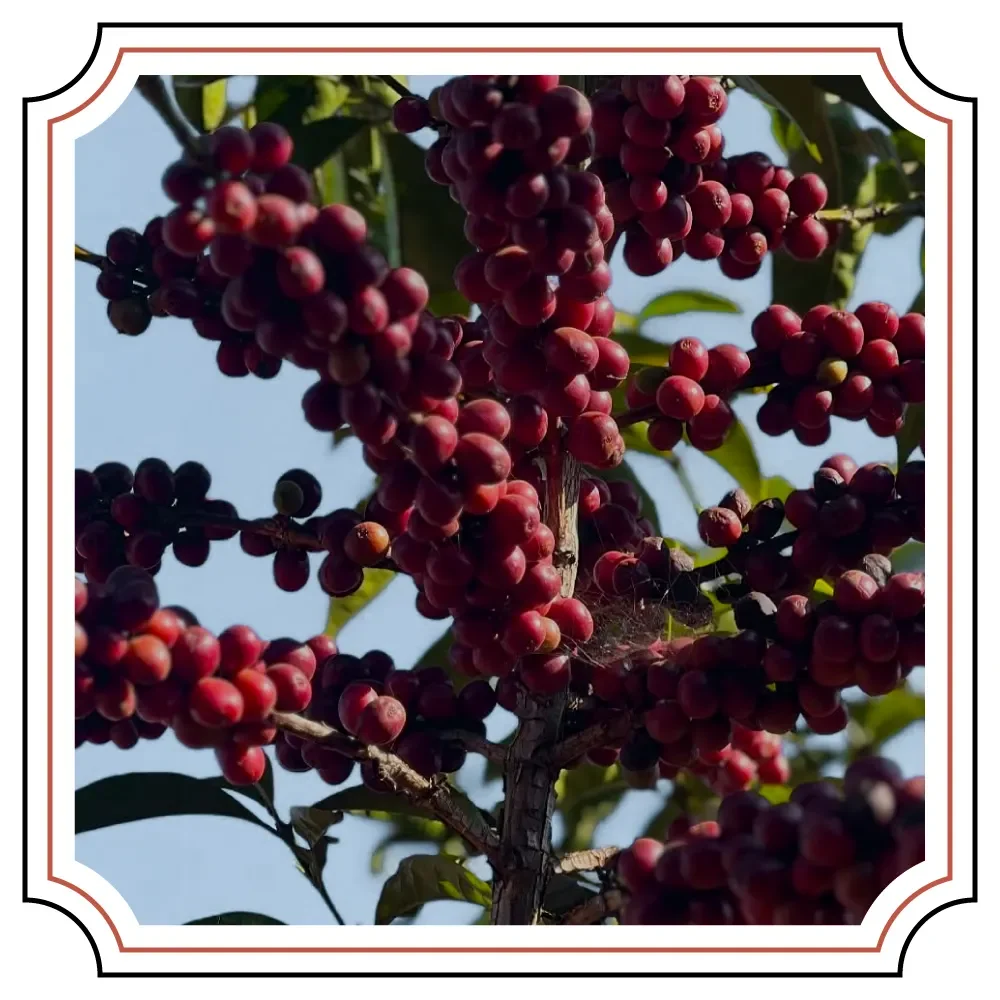 hbrn_05.webp