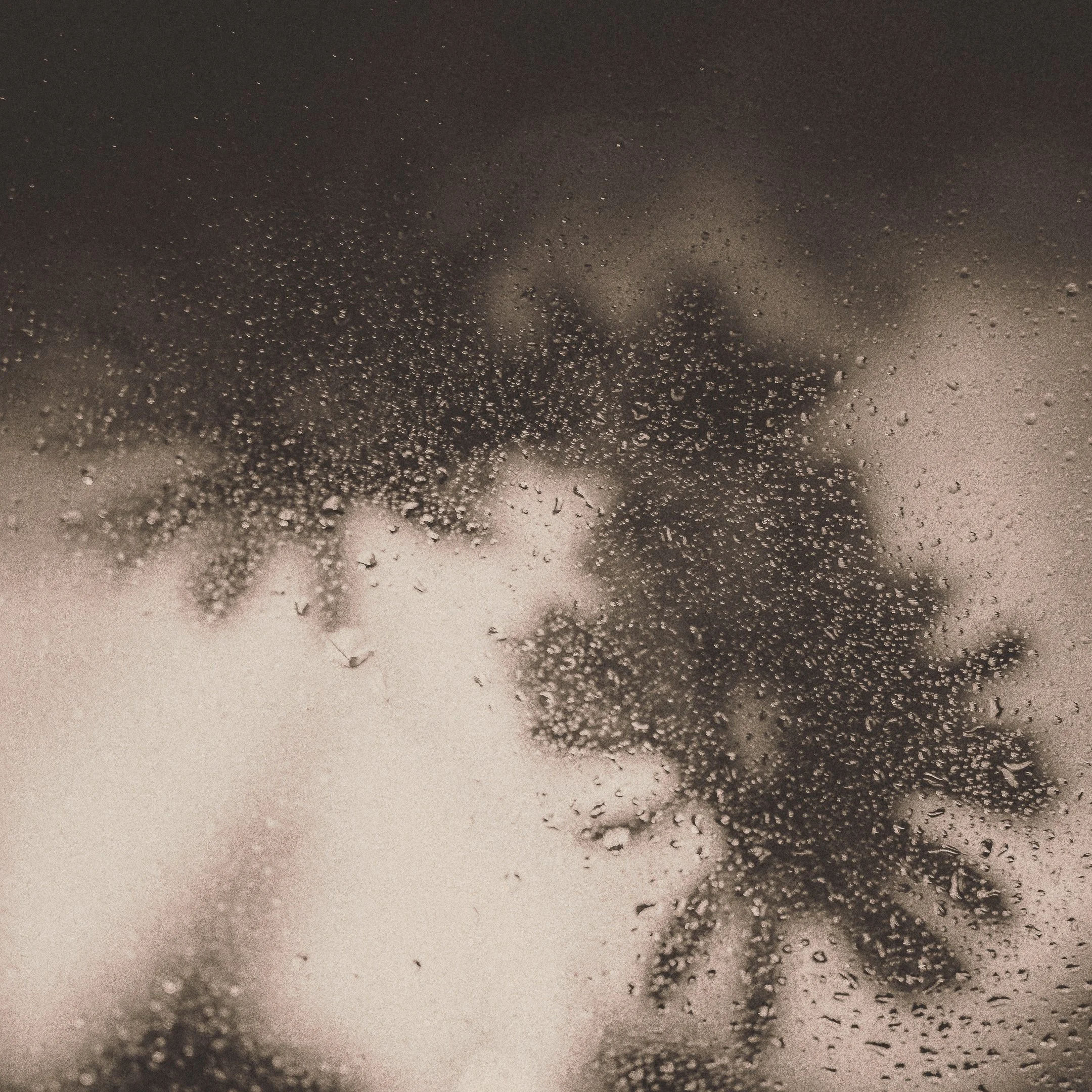 Brian_Sudek Flower.jpg