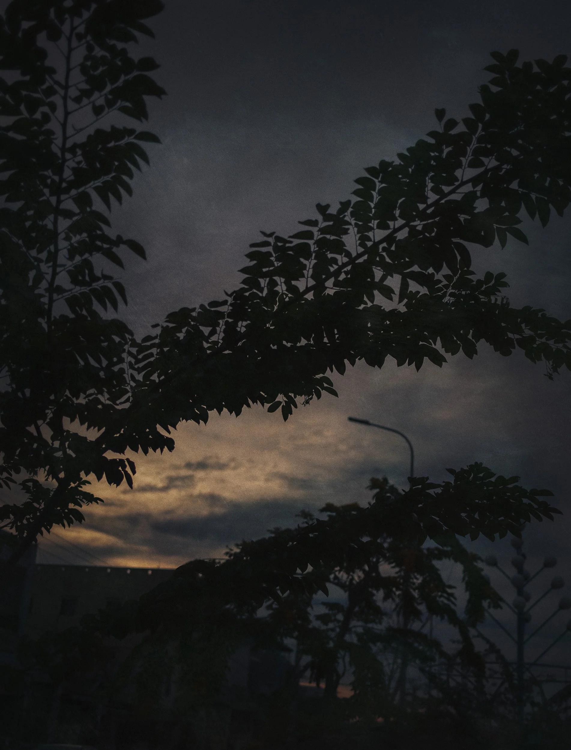 Pictorialism branches sunset.jpg
