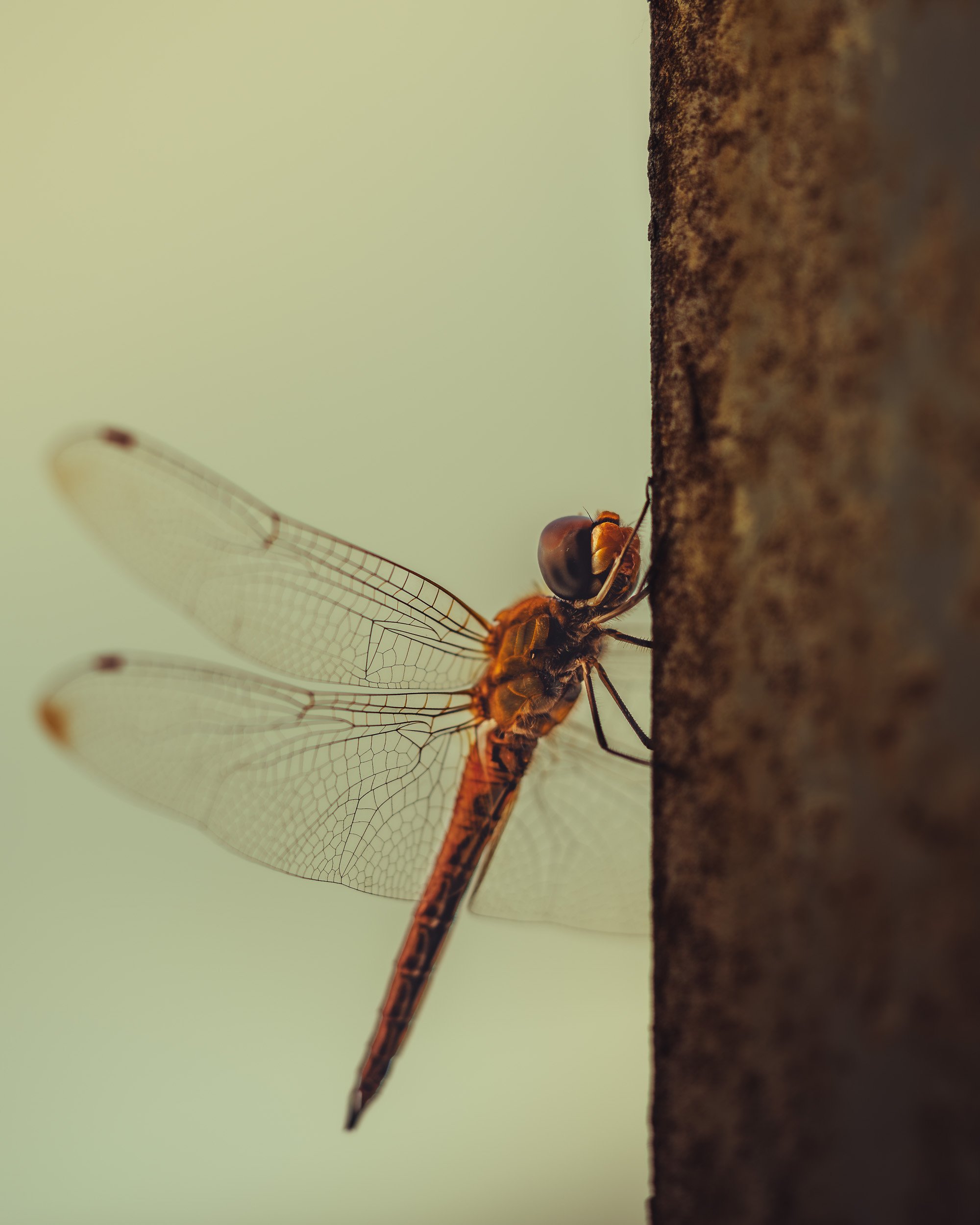10 October Dragonfly.jpg