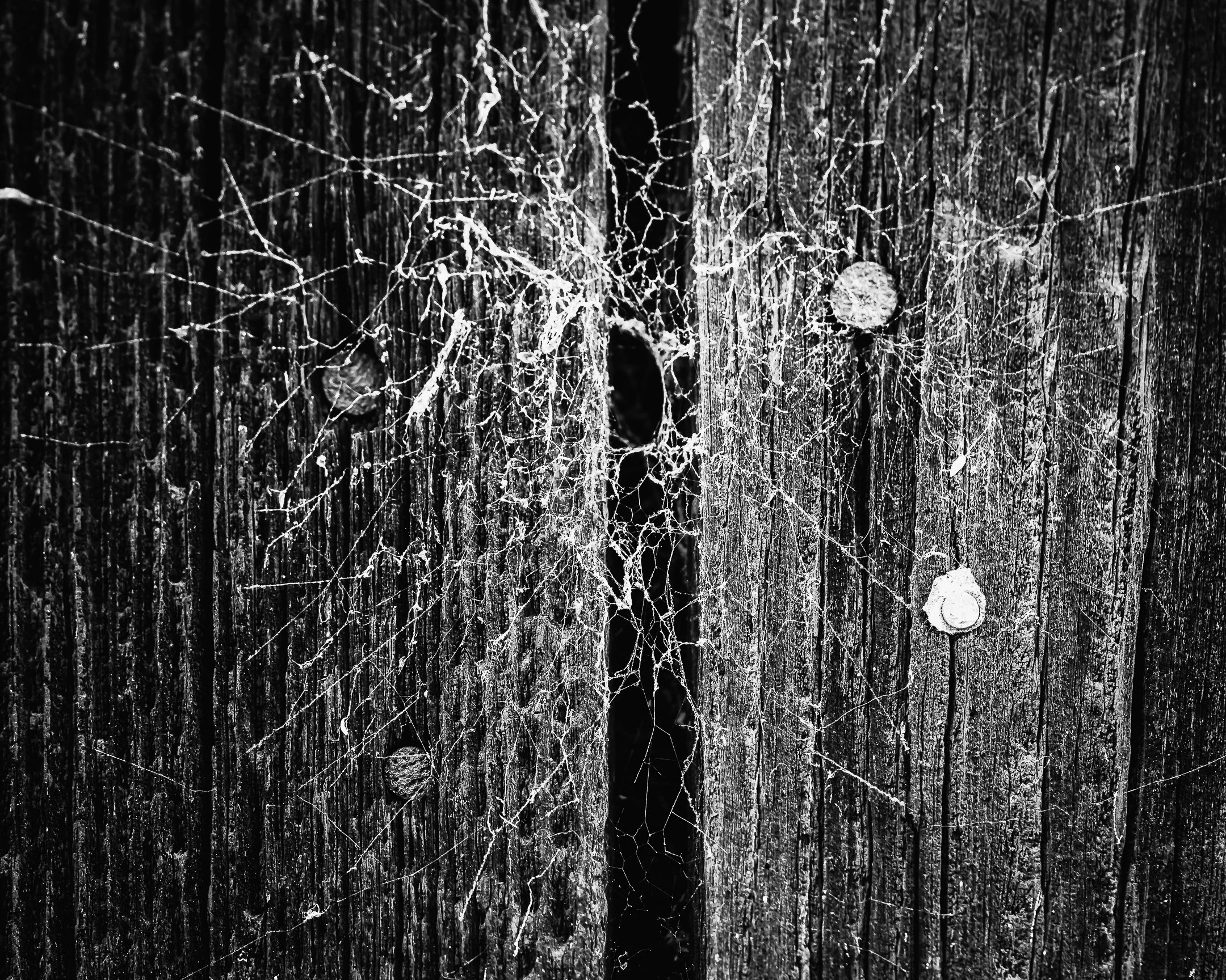 Pollock 03.jpg