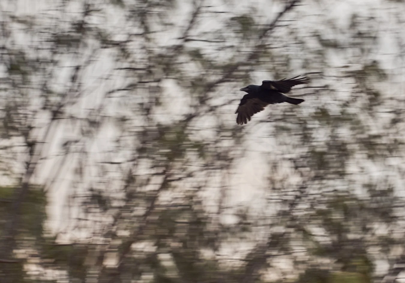 Raven-14.jpg