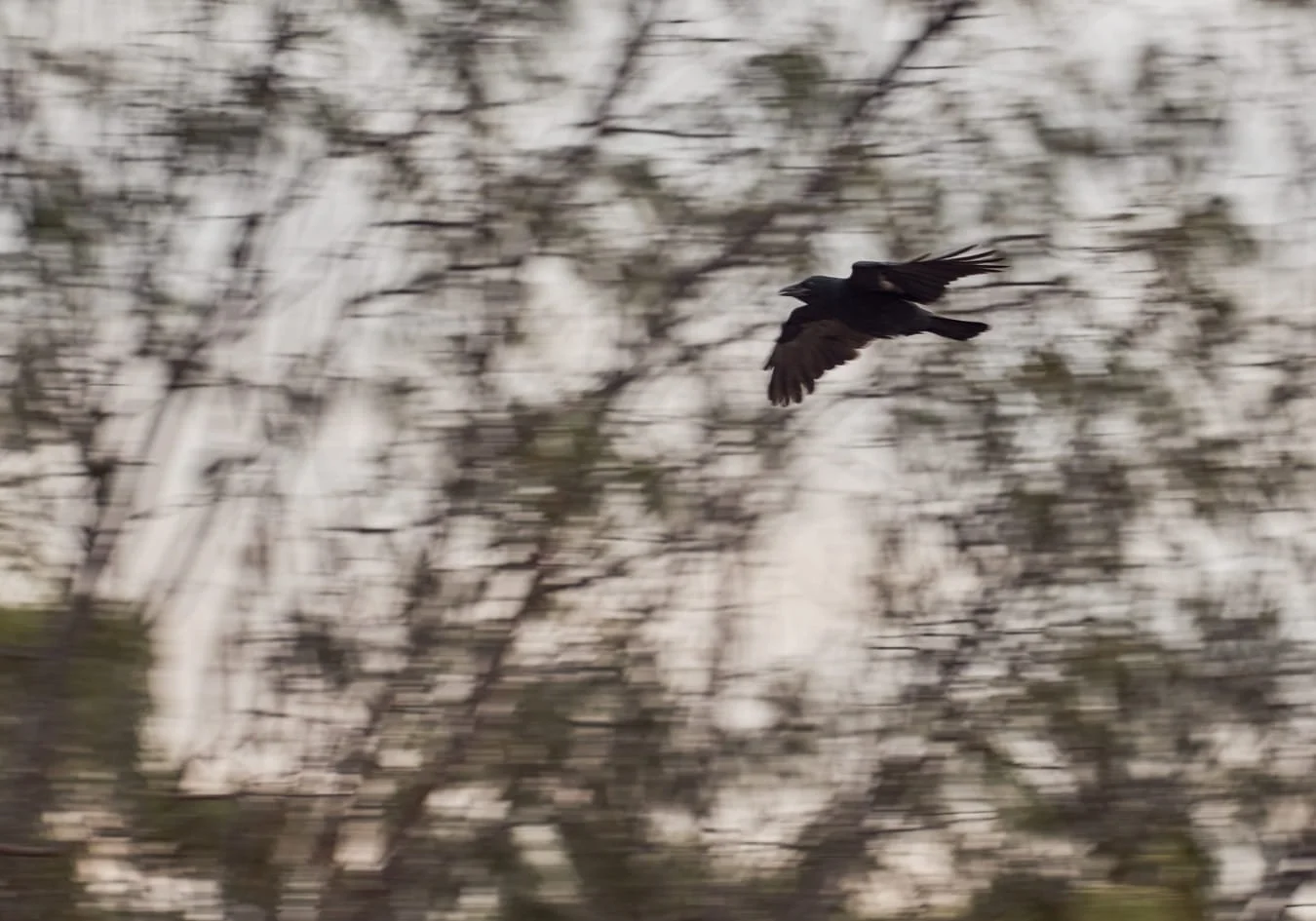 Raven-14.jpg
