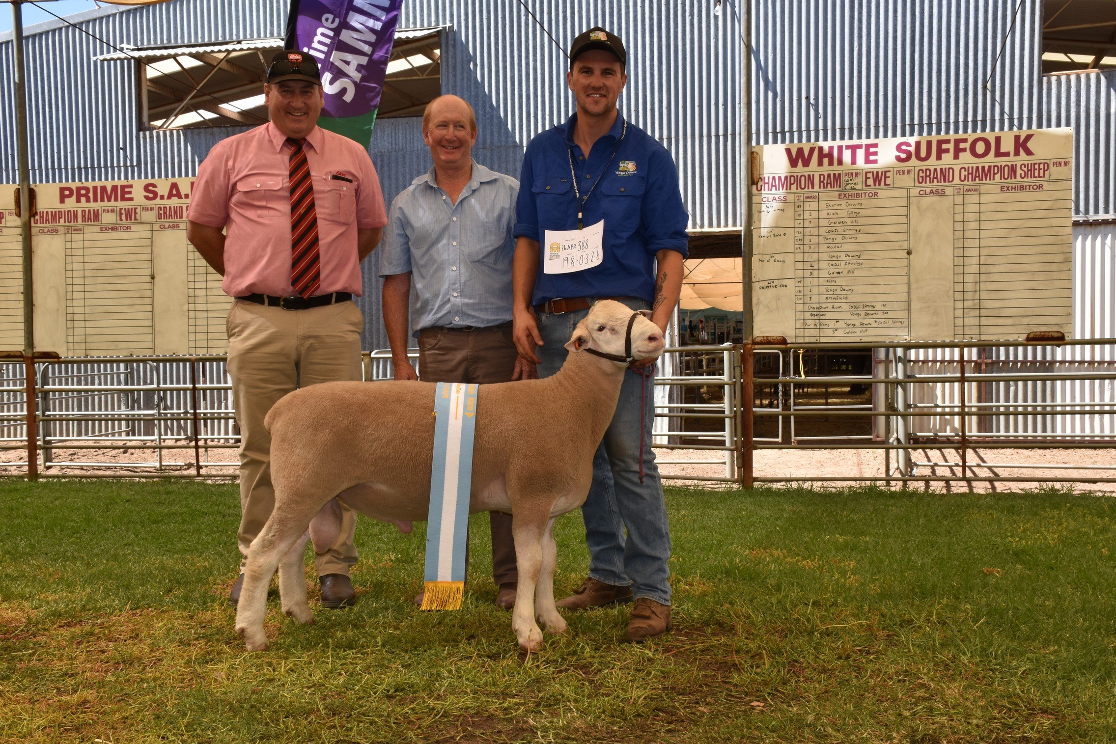 2 reserve champ white suffolk ram 2020.jpg