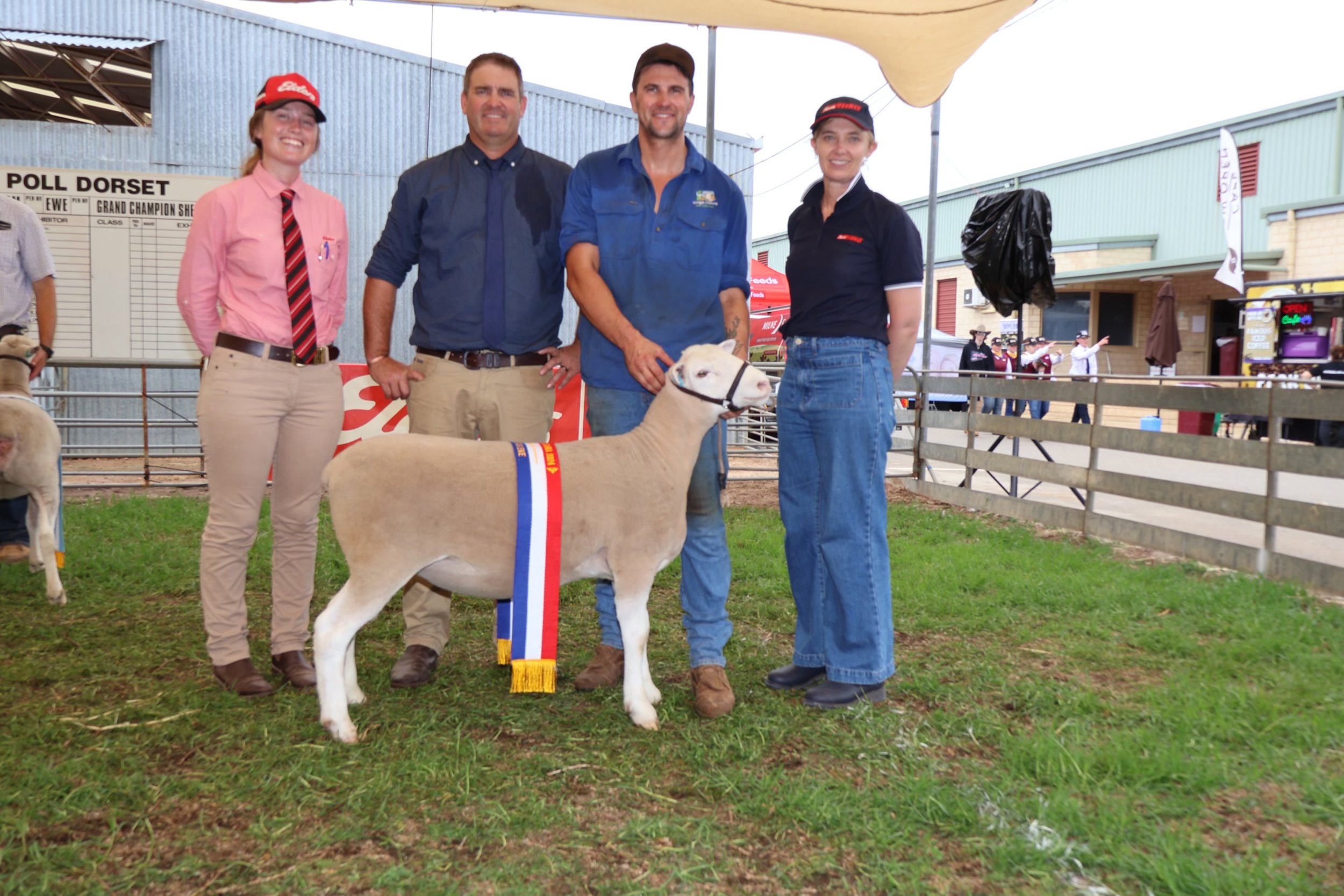 WhSuff Champ ewe.jpg