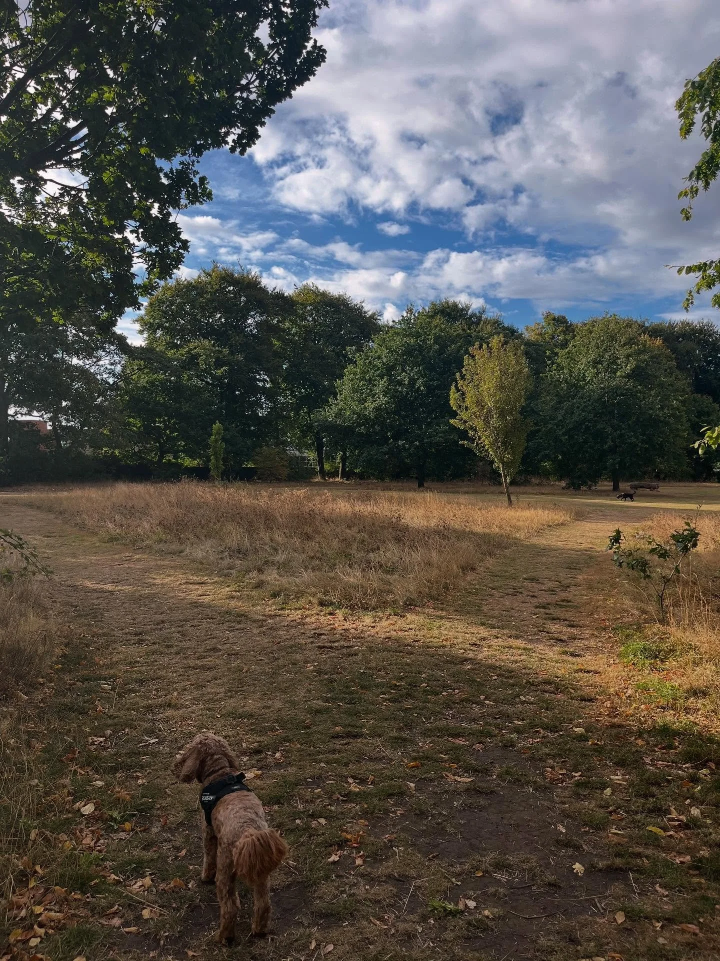 The Road Not Taken by Robert Frost 🌳
Two roads diverged in a yellow wood,
And sorry I could not travel both
And be one traveler, long I stood
And looked down one as far as I could
To where it bent in the undergrowth;
Then took the other, as just a
