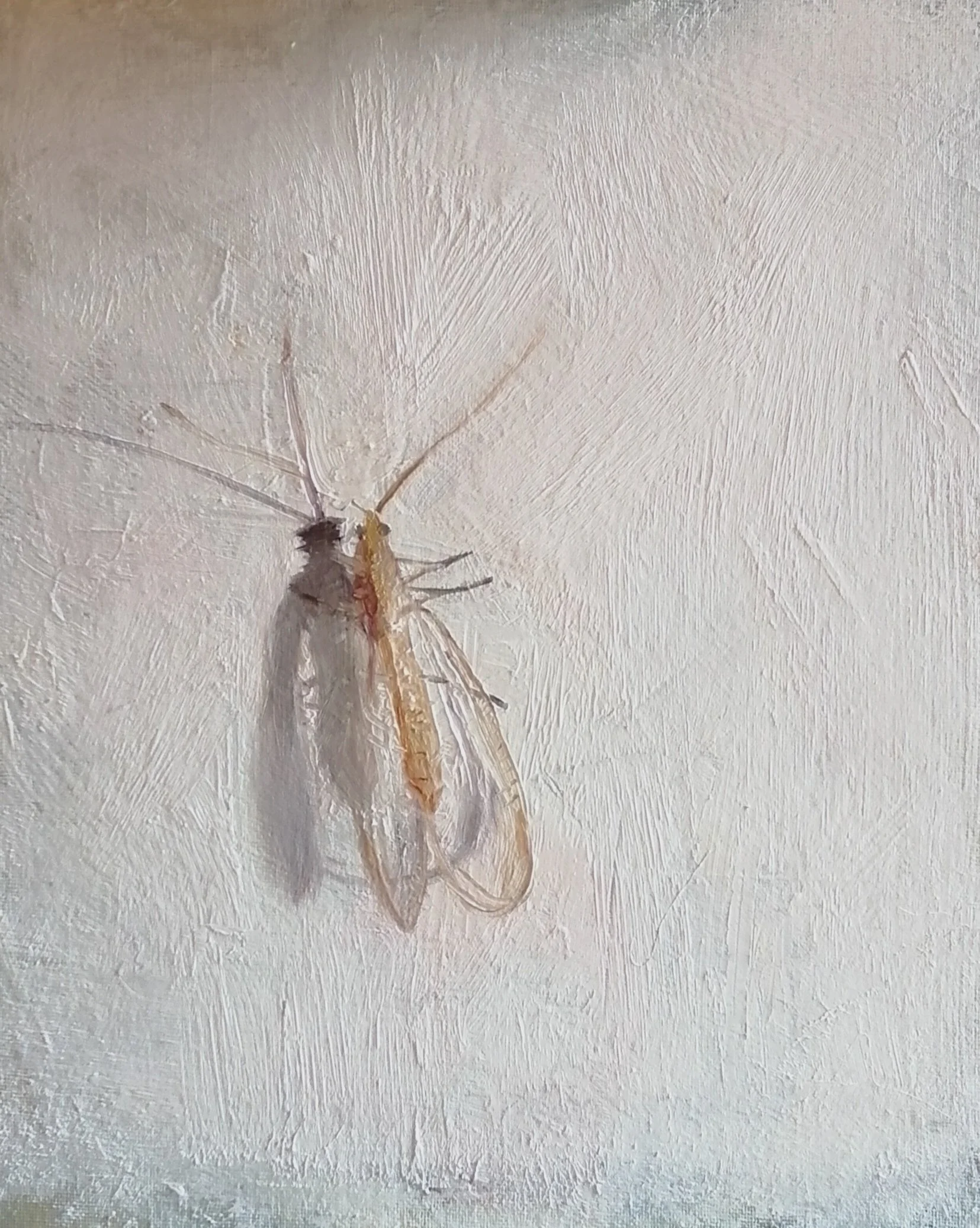 Lace wing, 2025. Oil on board  26 x 31 cm