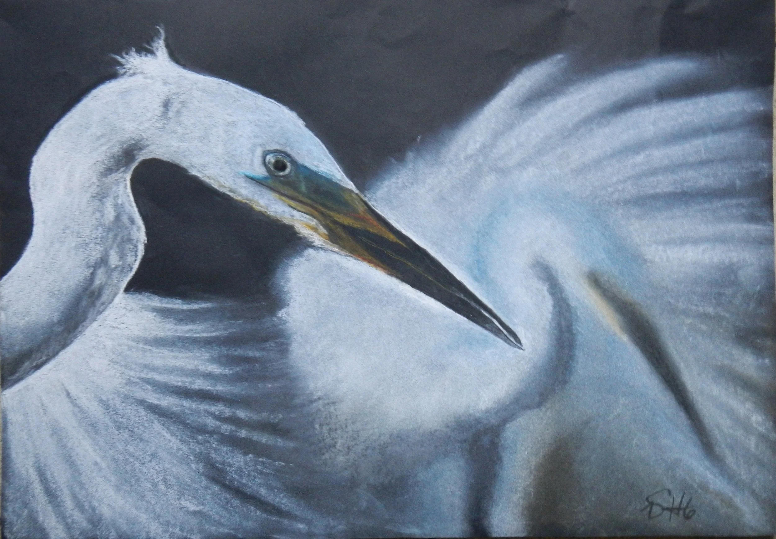Edle Erscheinung: Silberreiher (Regrettus albus), 2016, pastel on paper, 30x40  albus),