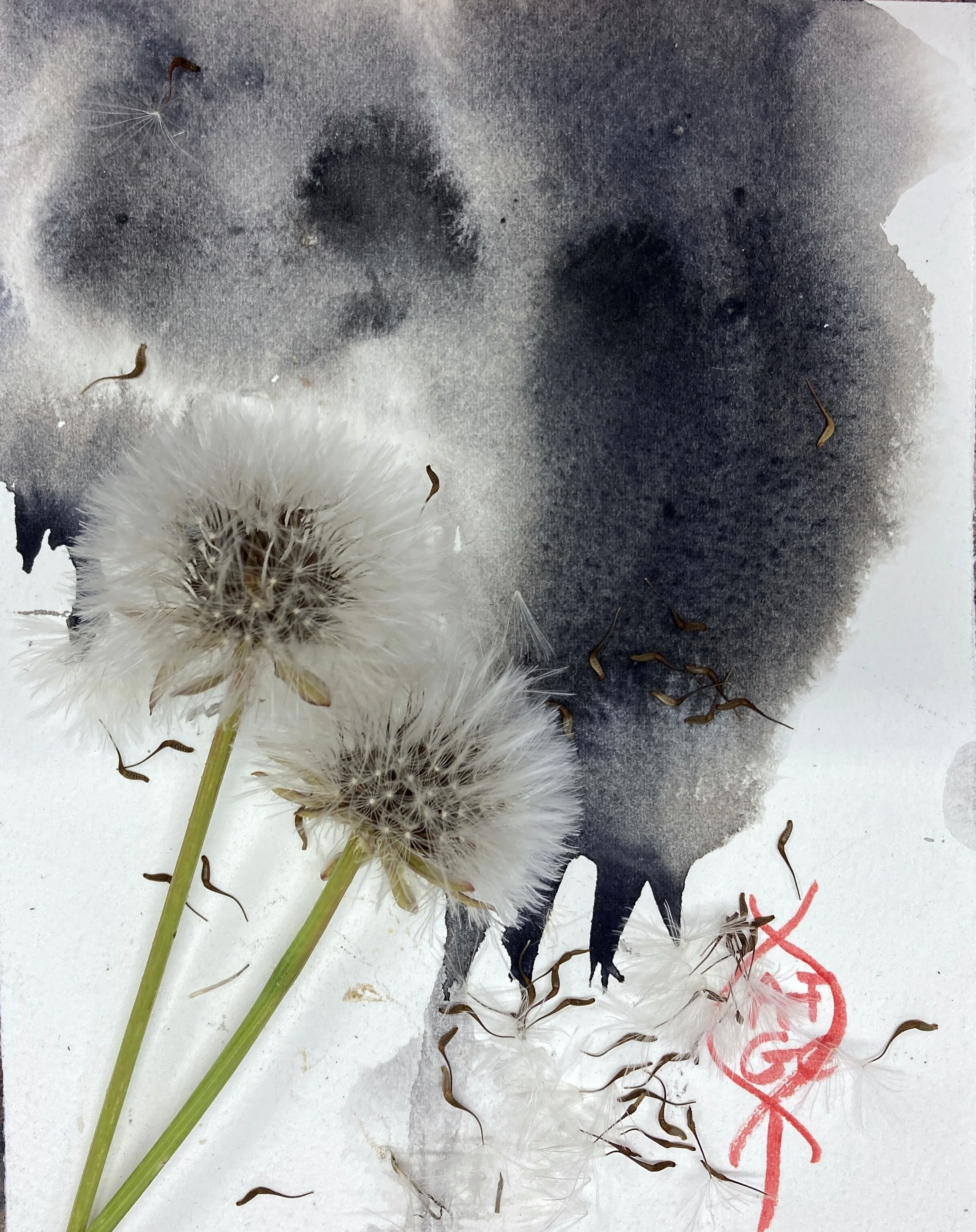 CIRCLE OF LIFE 2021...7934.