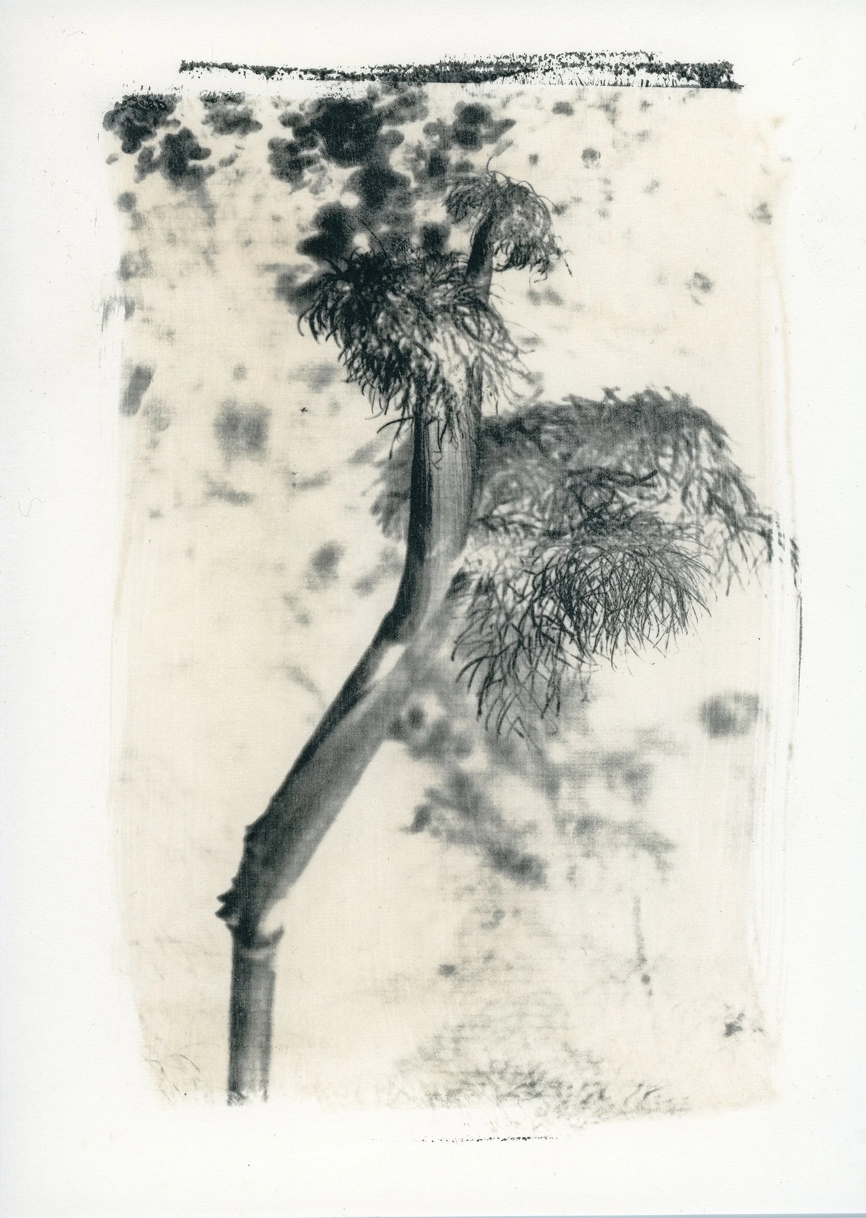 Asphodelo - Imago Plantae, 2023, Inkjet print on fine art paper, 70x100cm