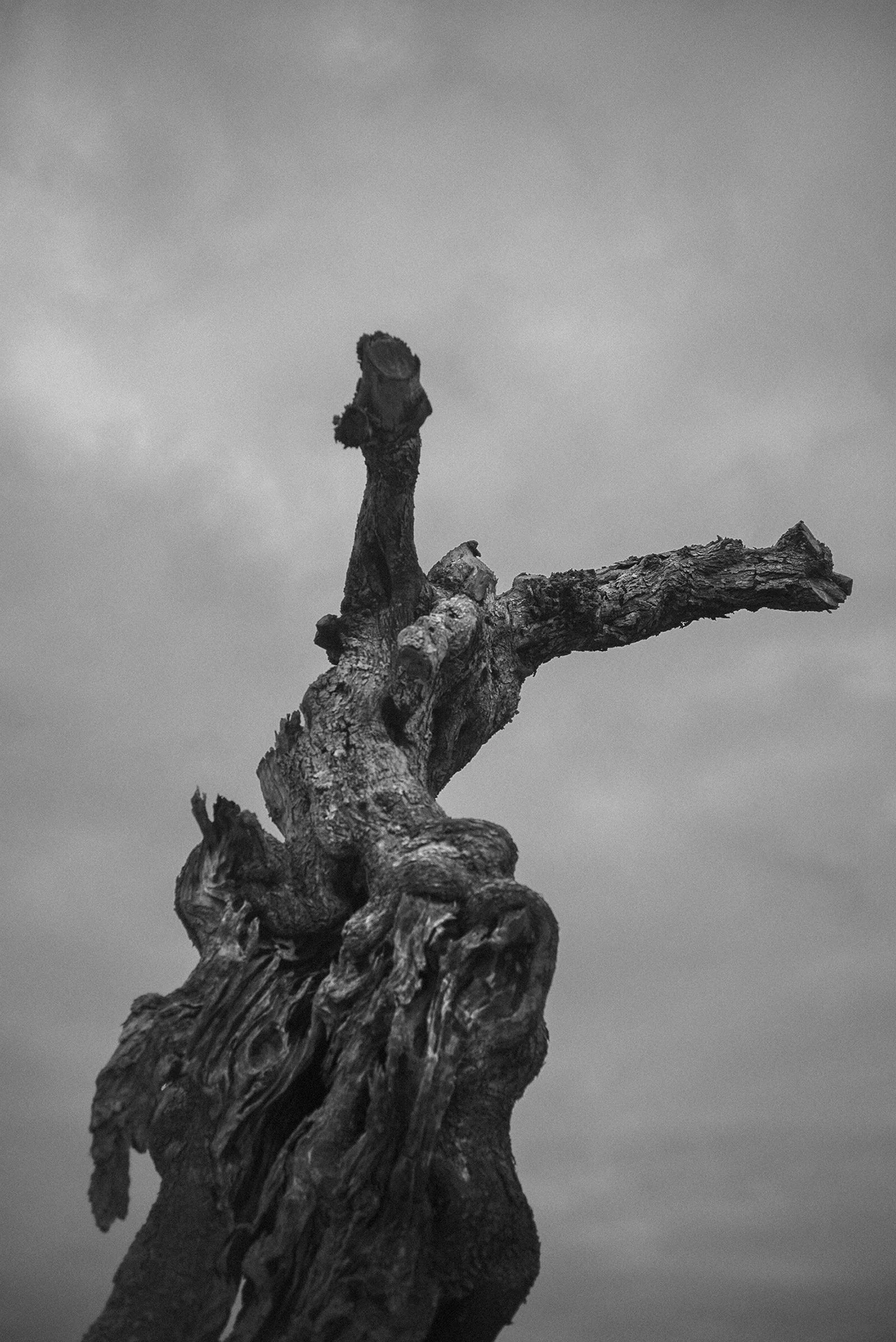 Xolivo 1, 2024, Inkjet print on baryta fine art paper, 66,8x100 cm