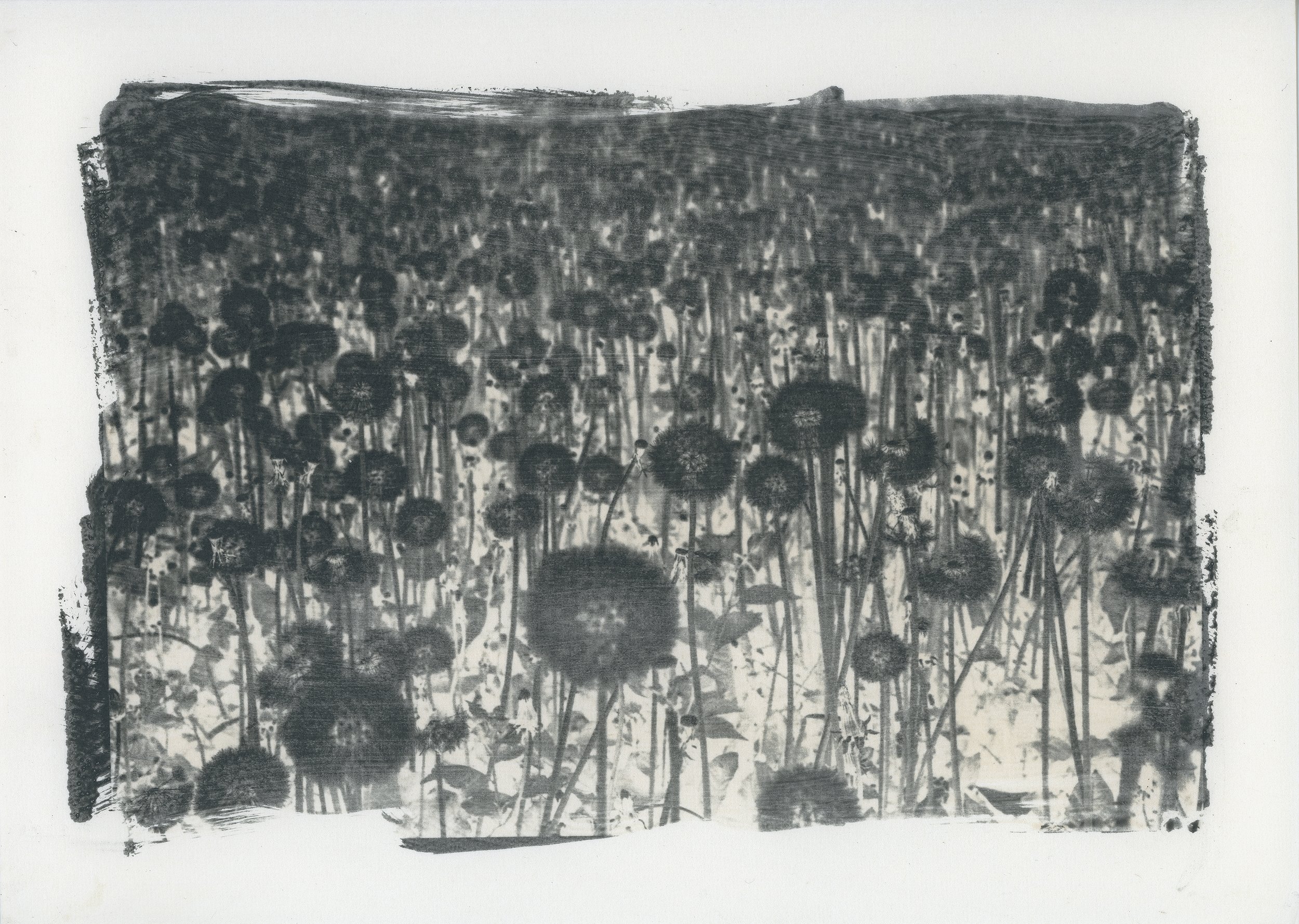 Soffioni - Imago Plantae, 2023, Inkjet print on fine art paper, 100x70cm