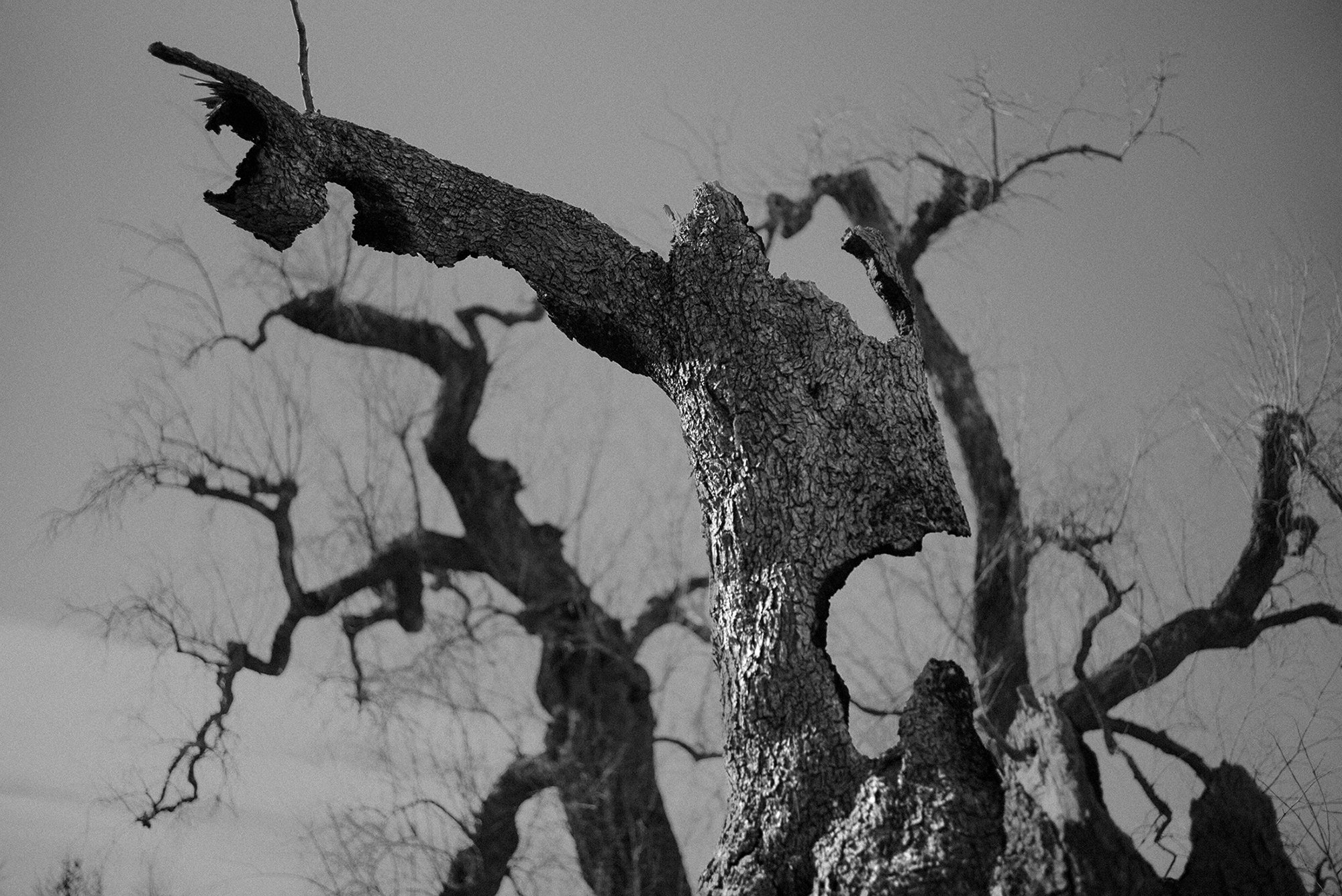 Xolivo 7, 2024, Inkjet print on baryta fine art paper, 100x66,8 cm