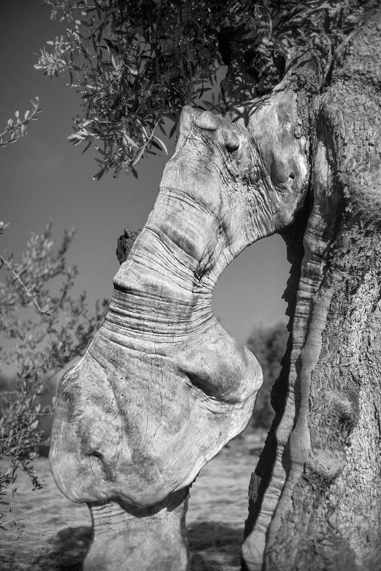 Xolivo 5, 2024, Inkjet print on baryta fine art paper, 66,8x100 cm