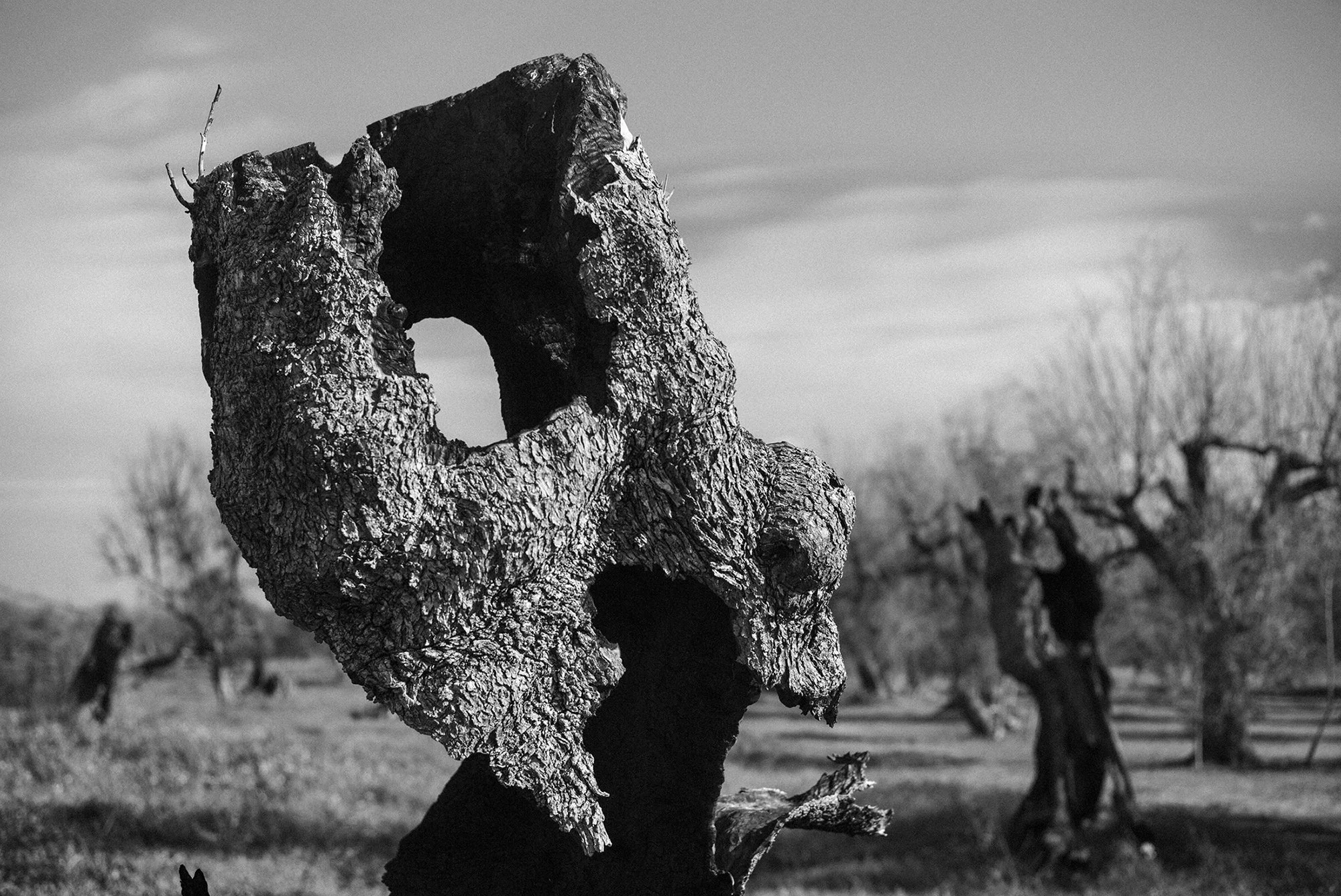 Xolivo 4, 2024, Inkjet print on baryta fine art paper, 100x66,8cm