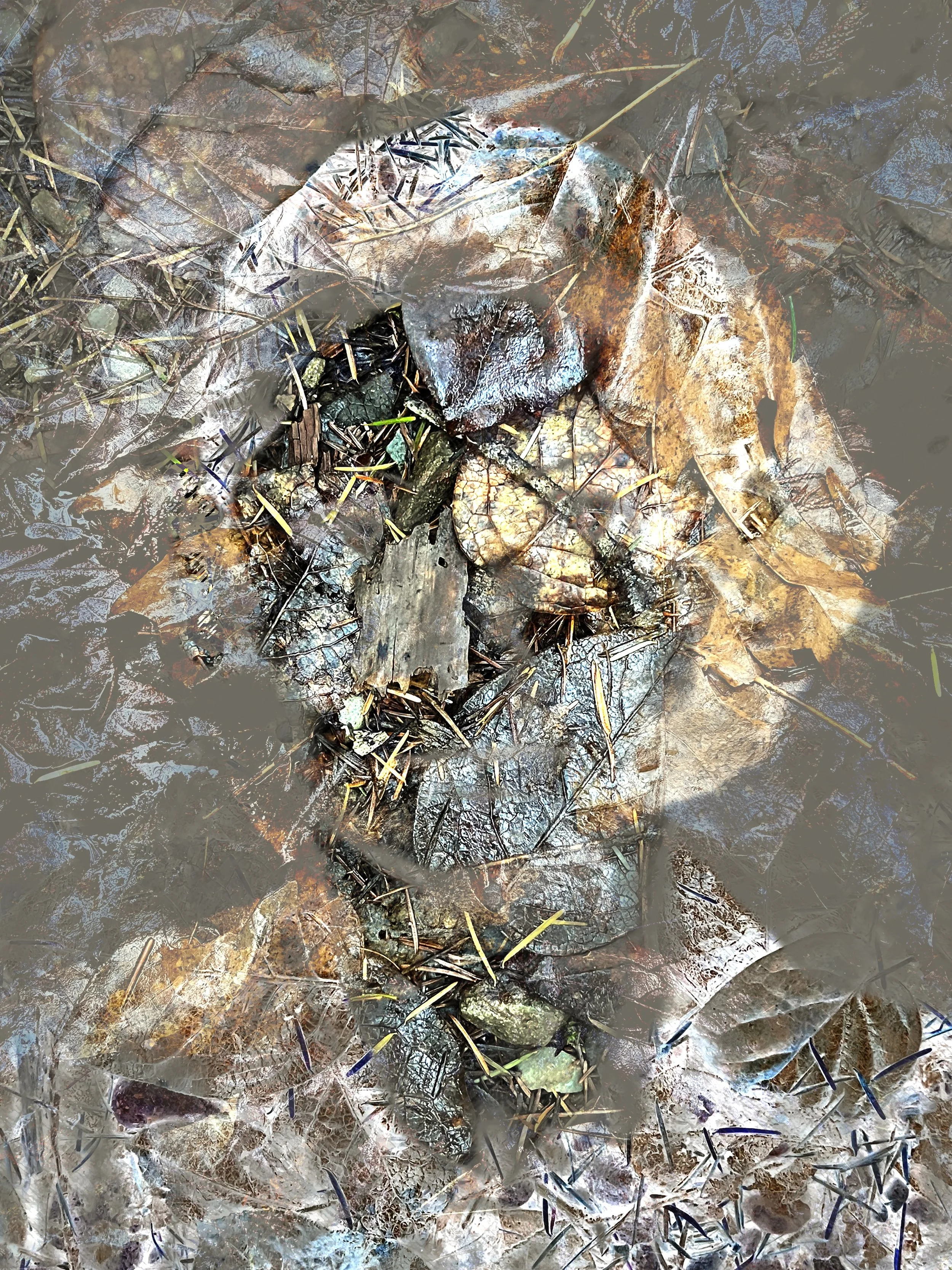 The Frailest Leaves, 2024, Photomontage acrylic facemount, 40.6 cm H × 30.5 cm W